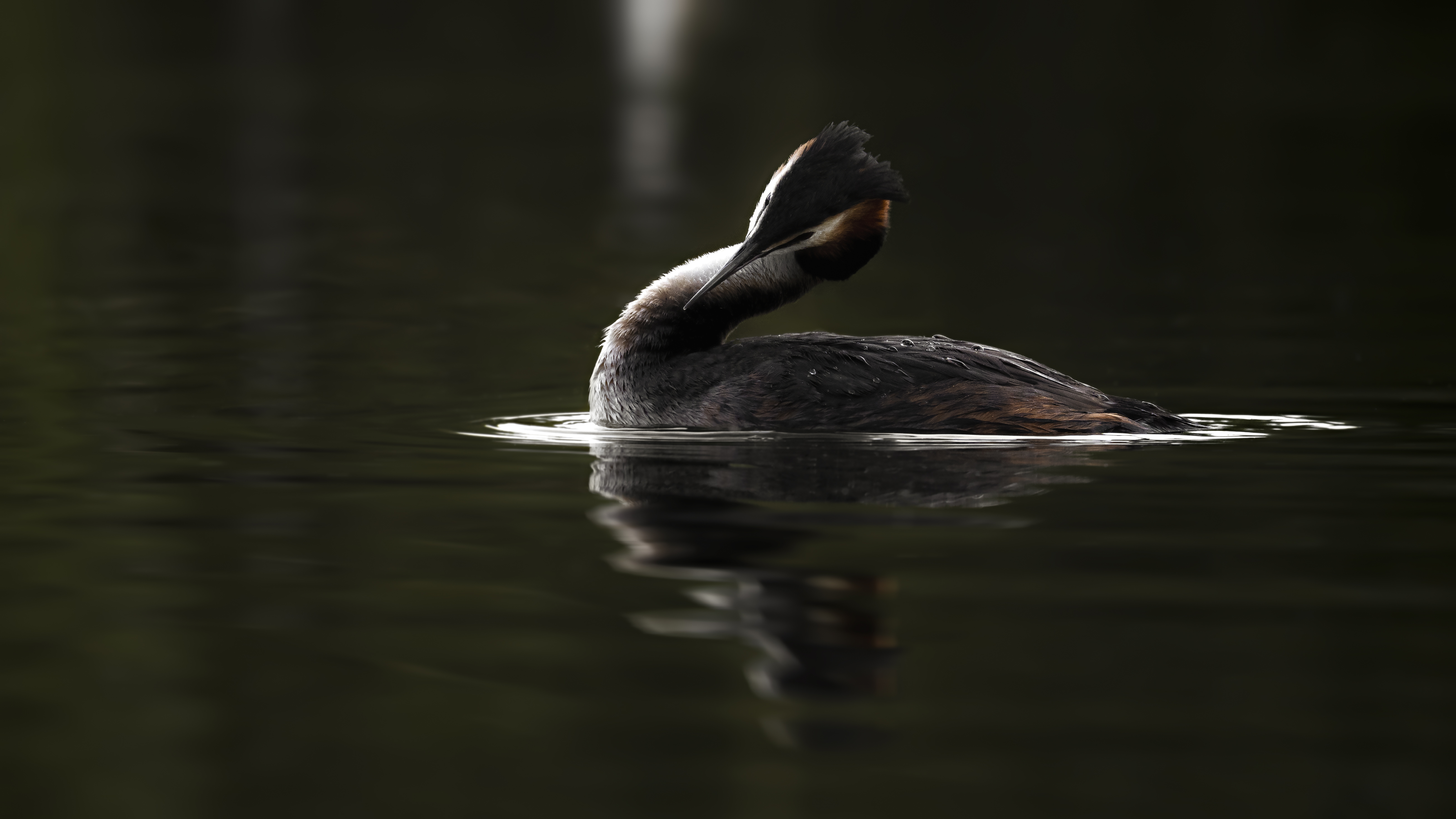 Grebe88