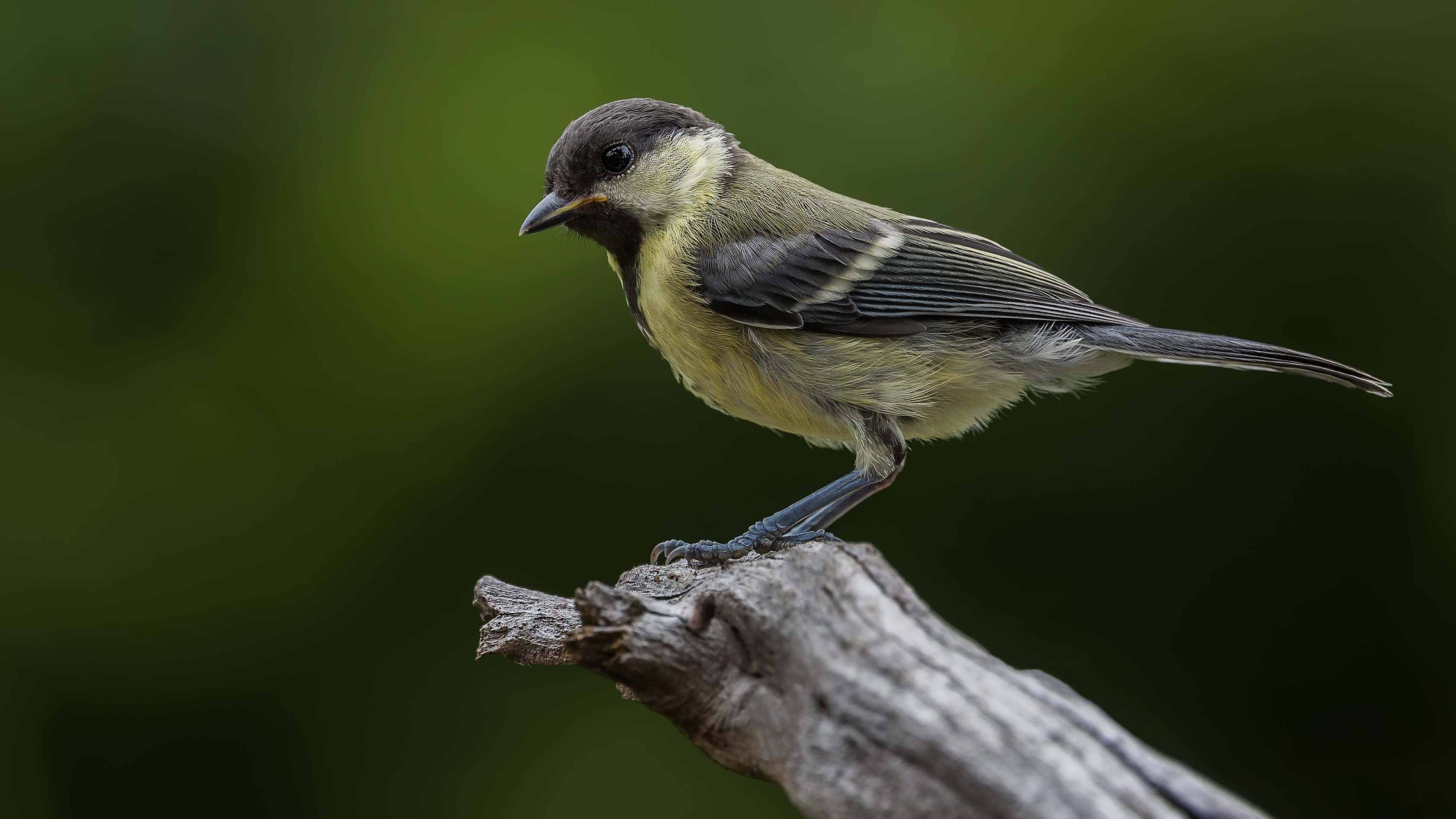Greattit10
