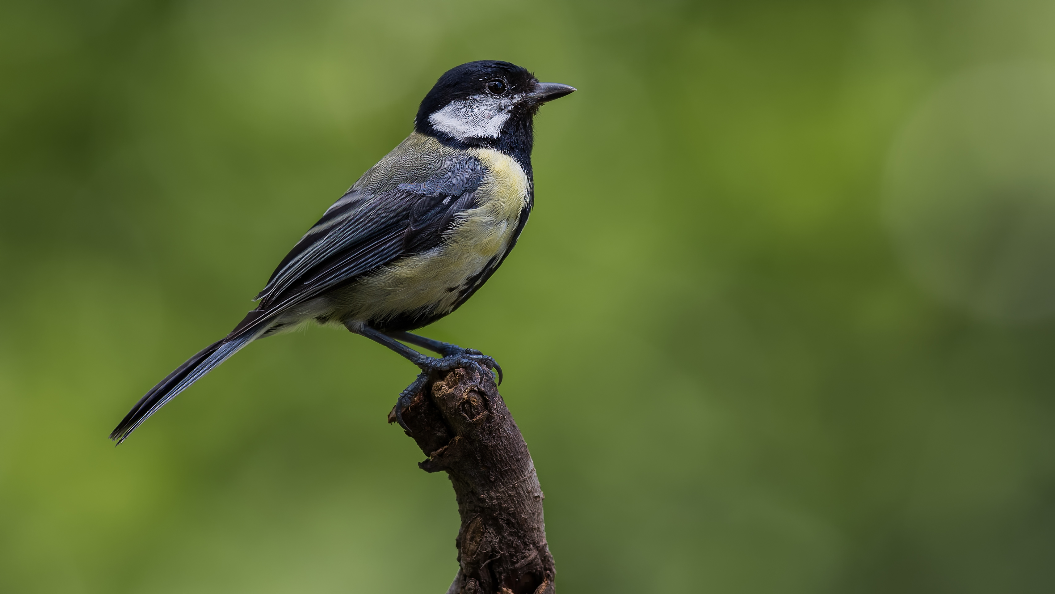 Greattit11