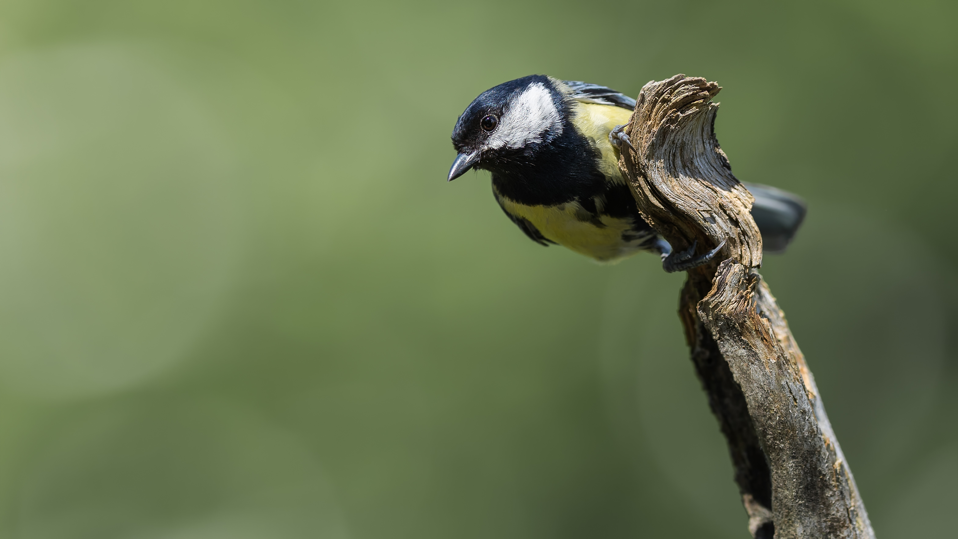 Greattit12