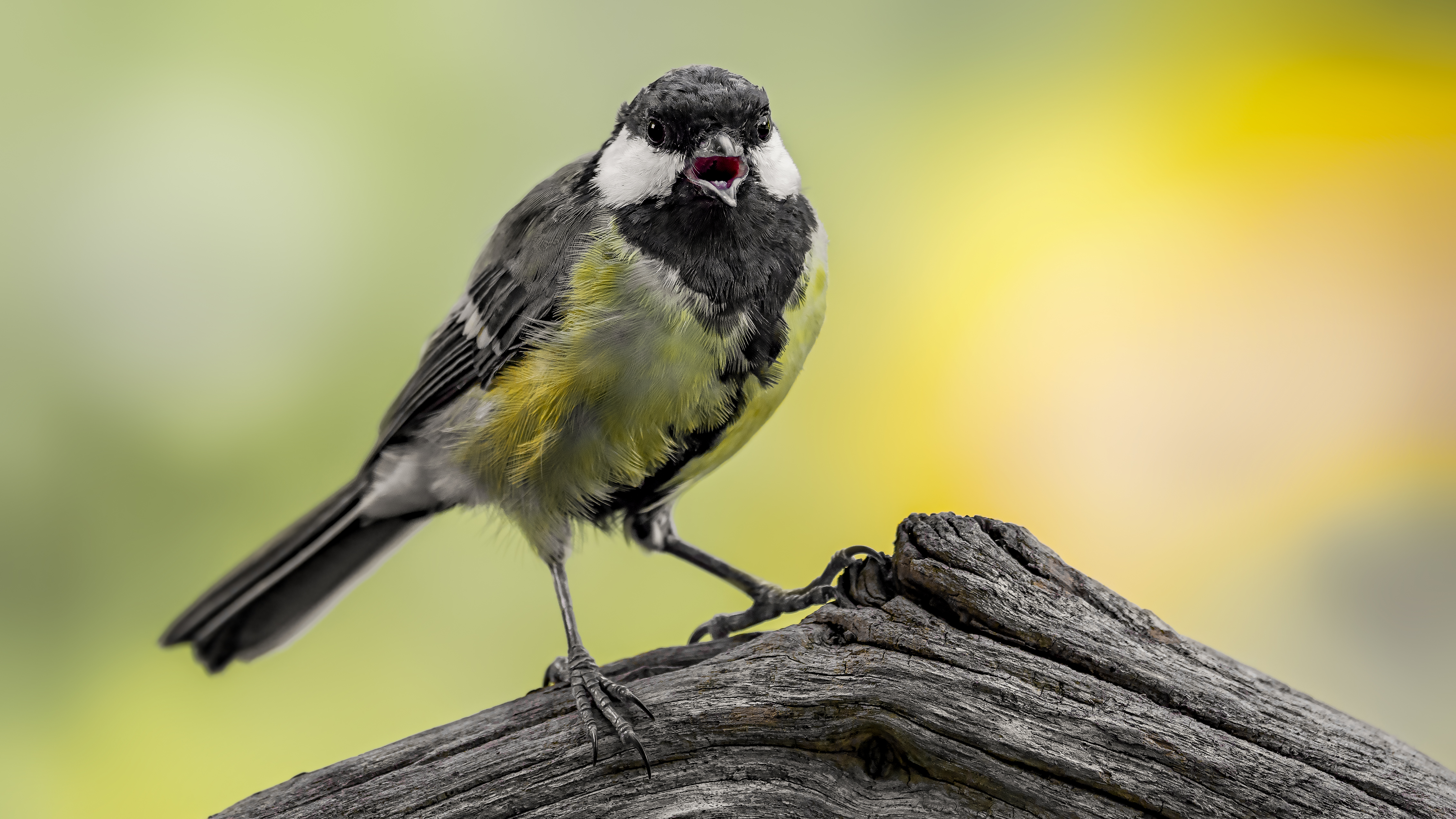 Greattit20