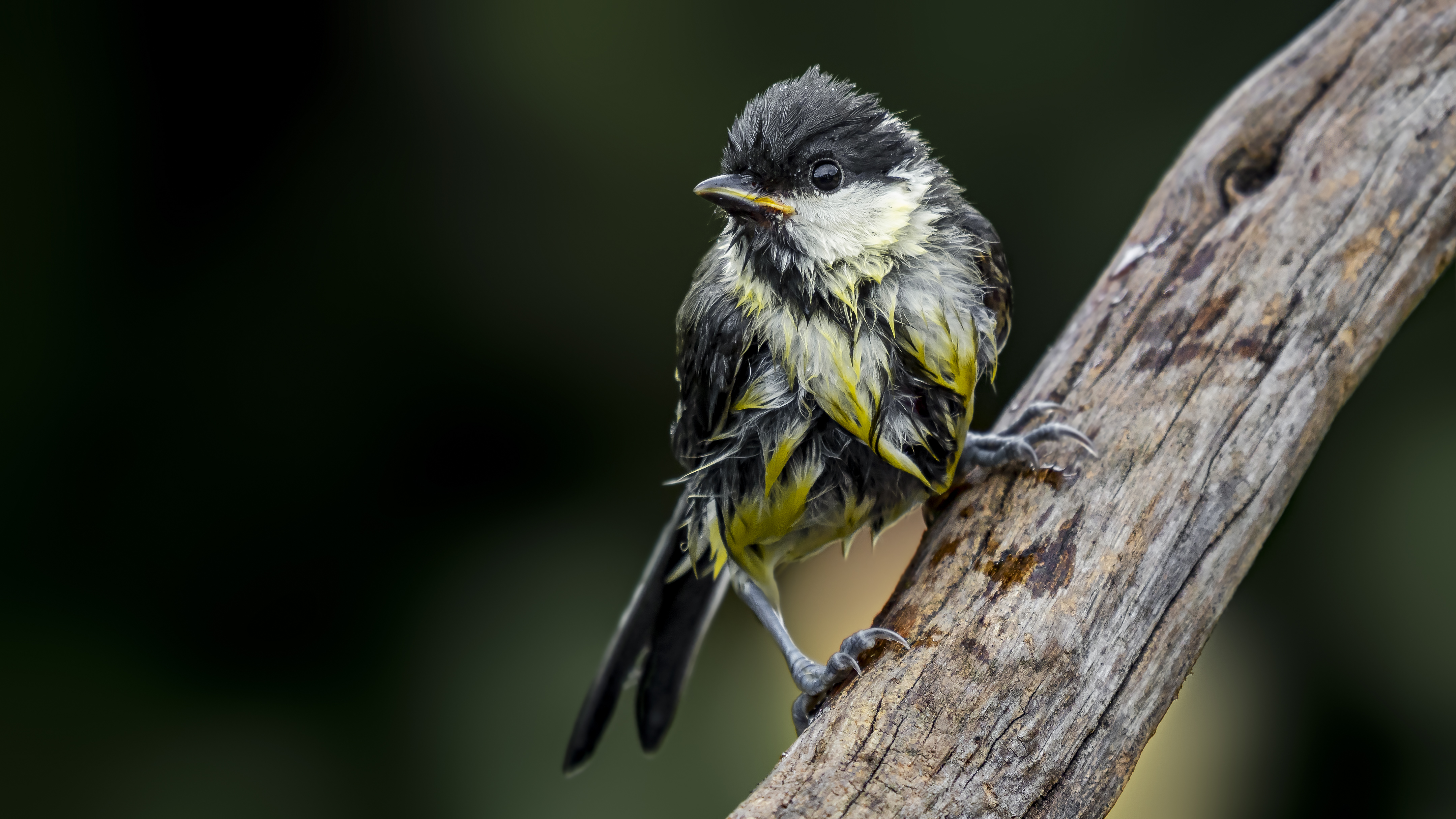 Greattit22