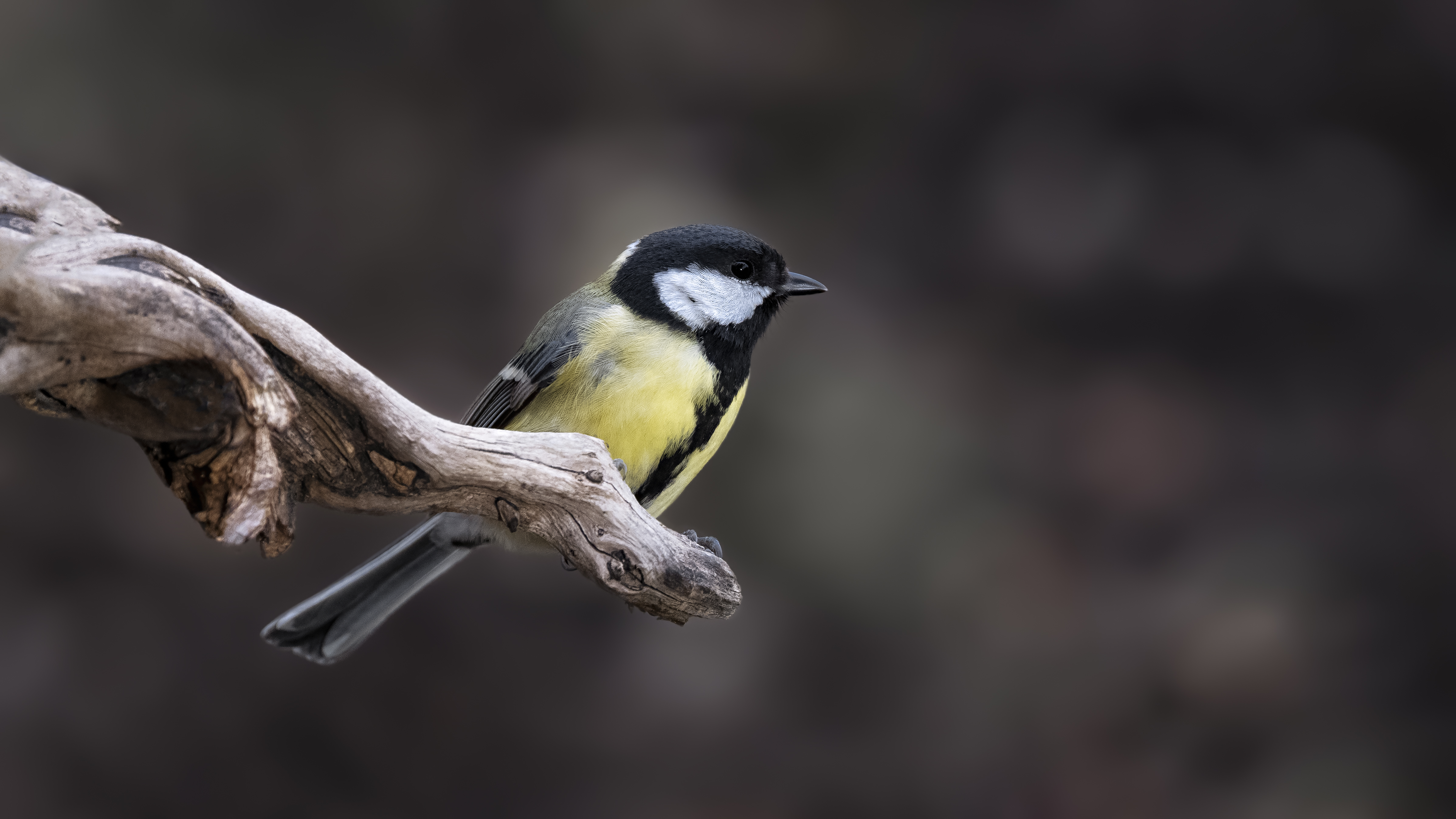 Greattit30