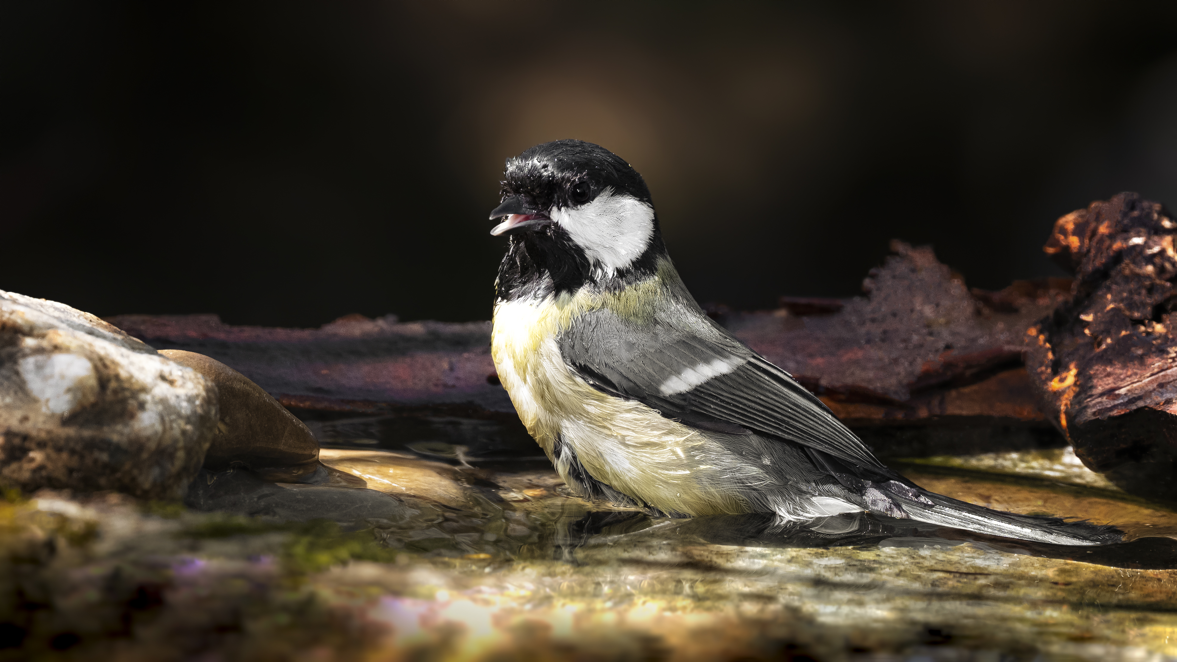 Greattit31
