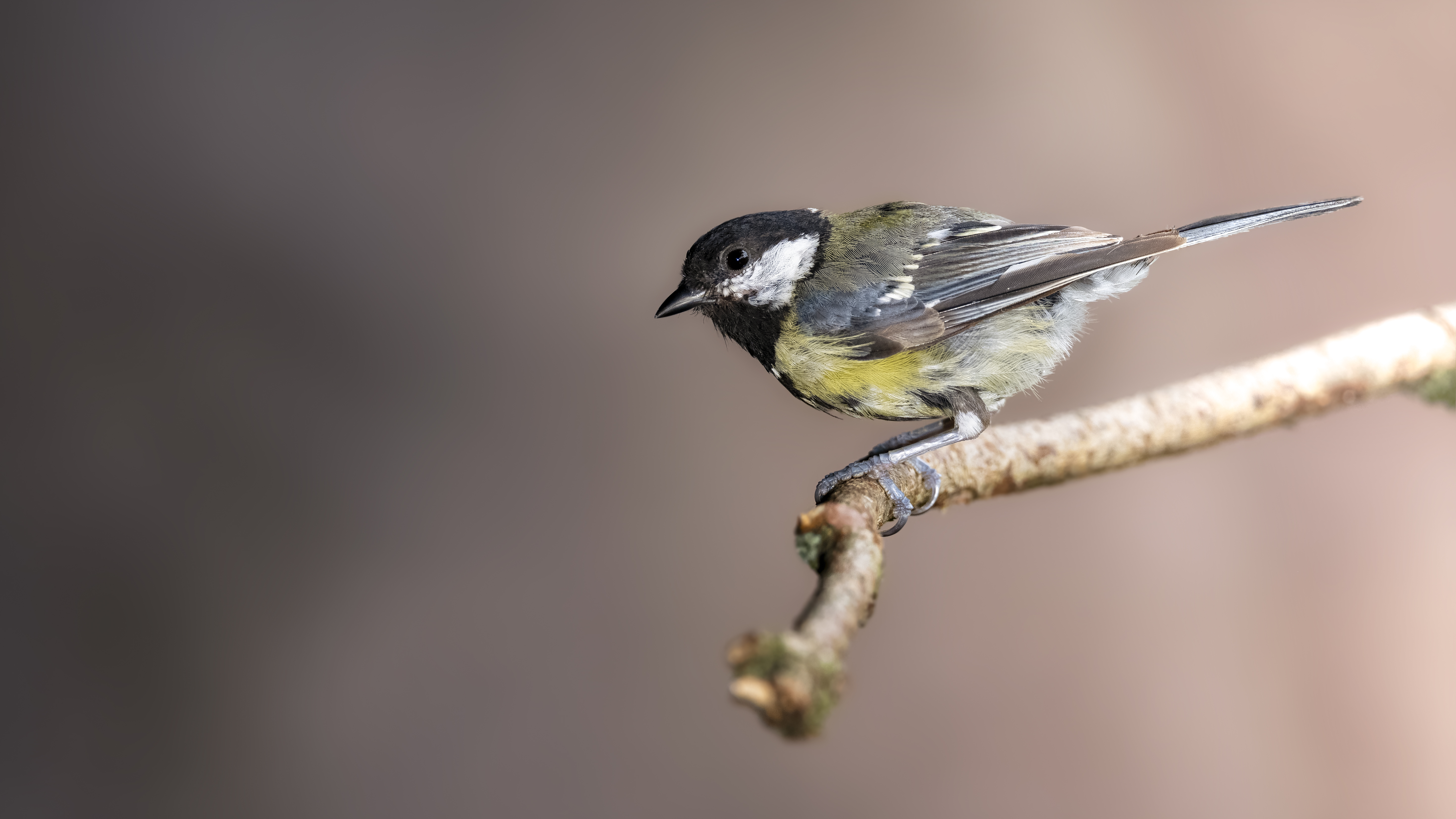 Greattit32