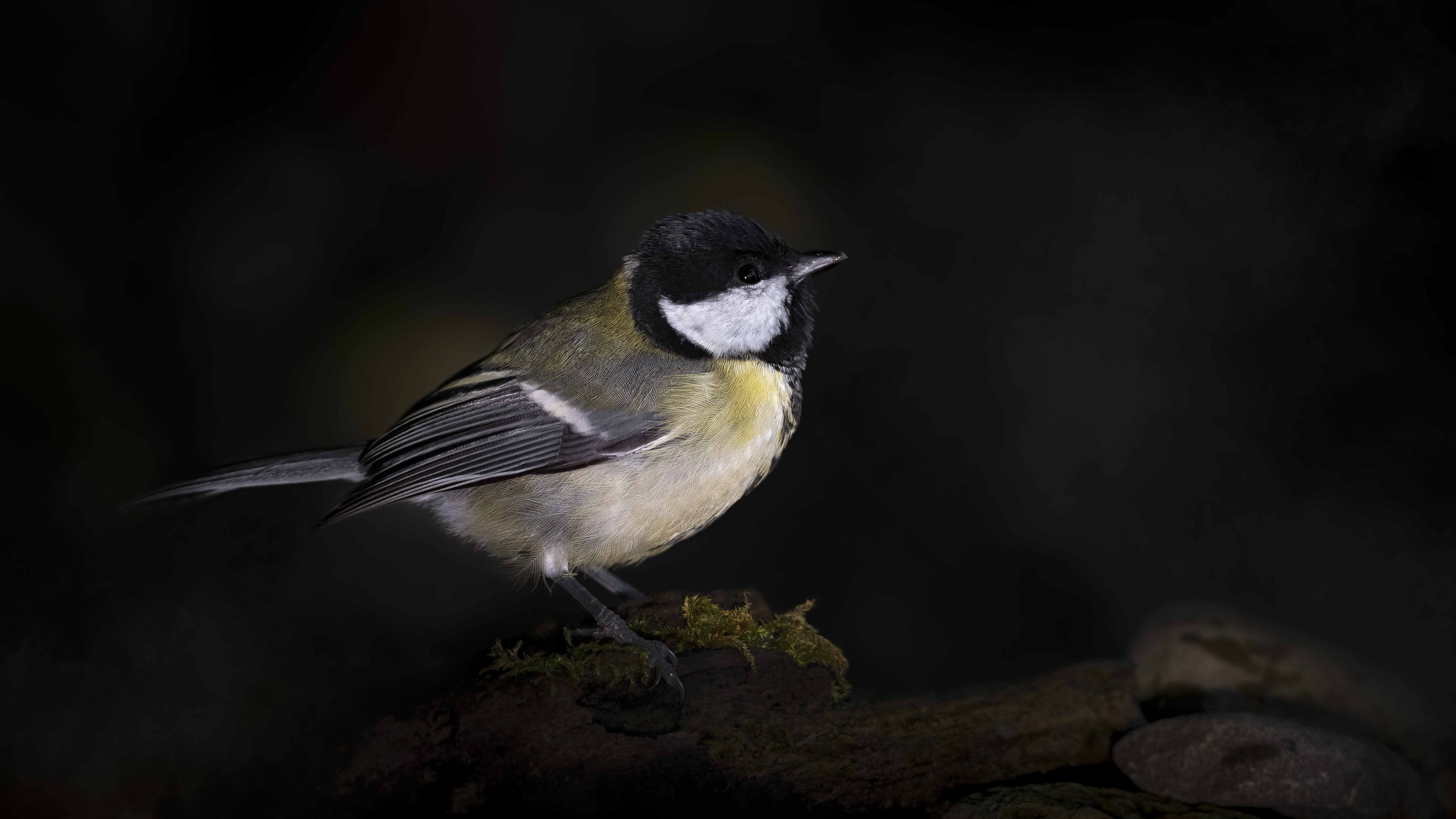 Greattit36