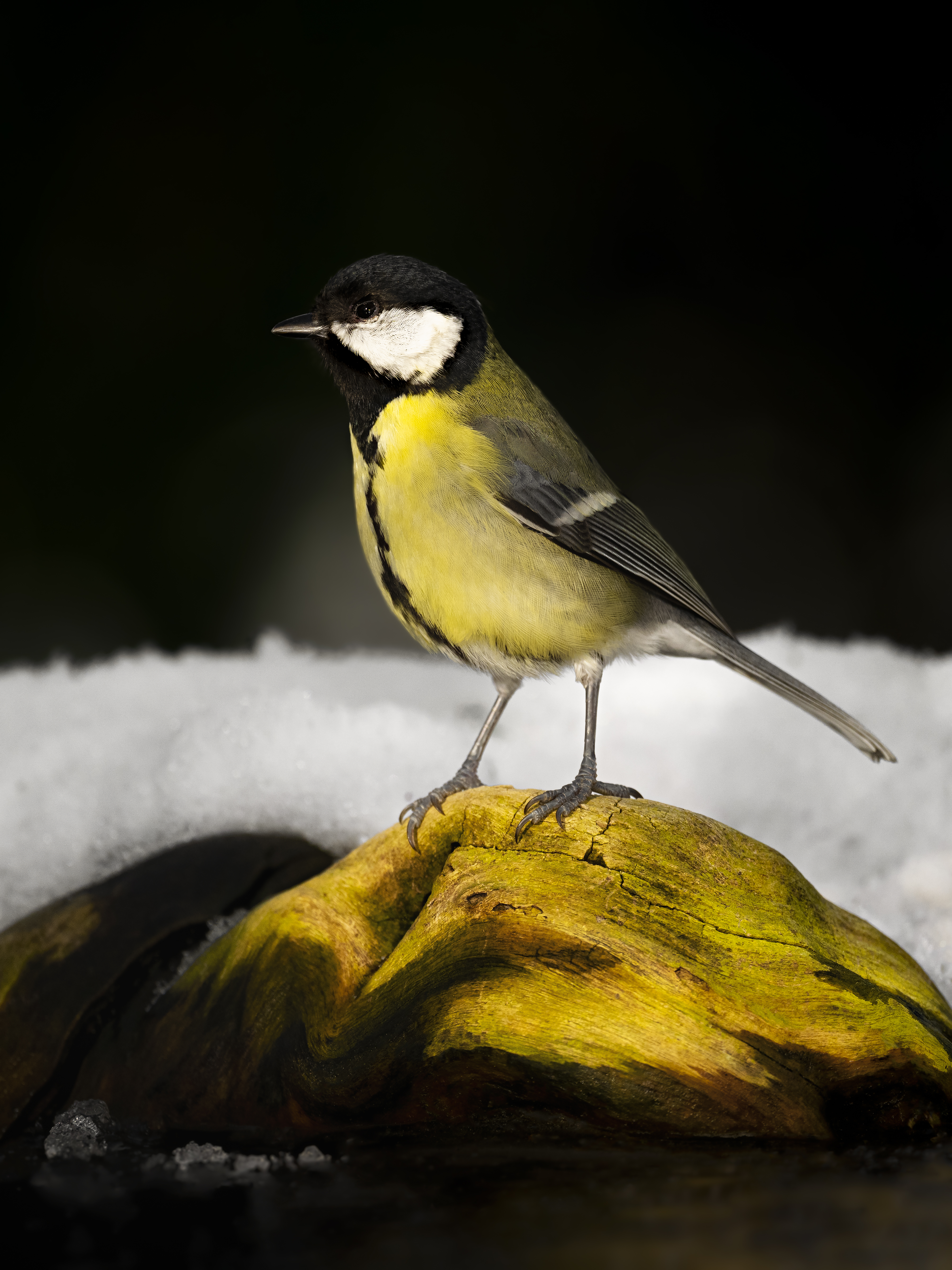 Greattit37