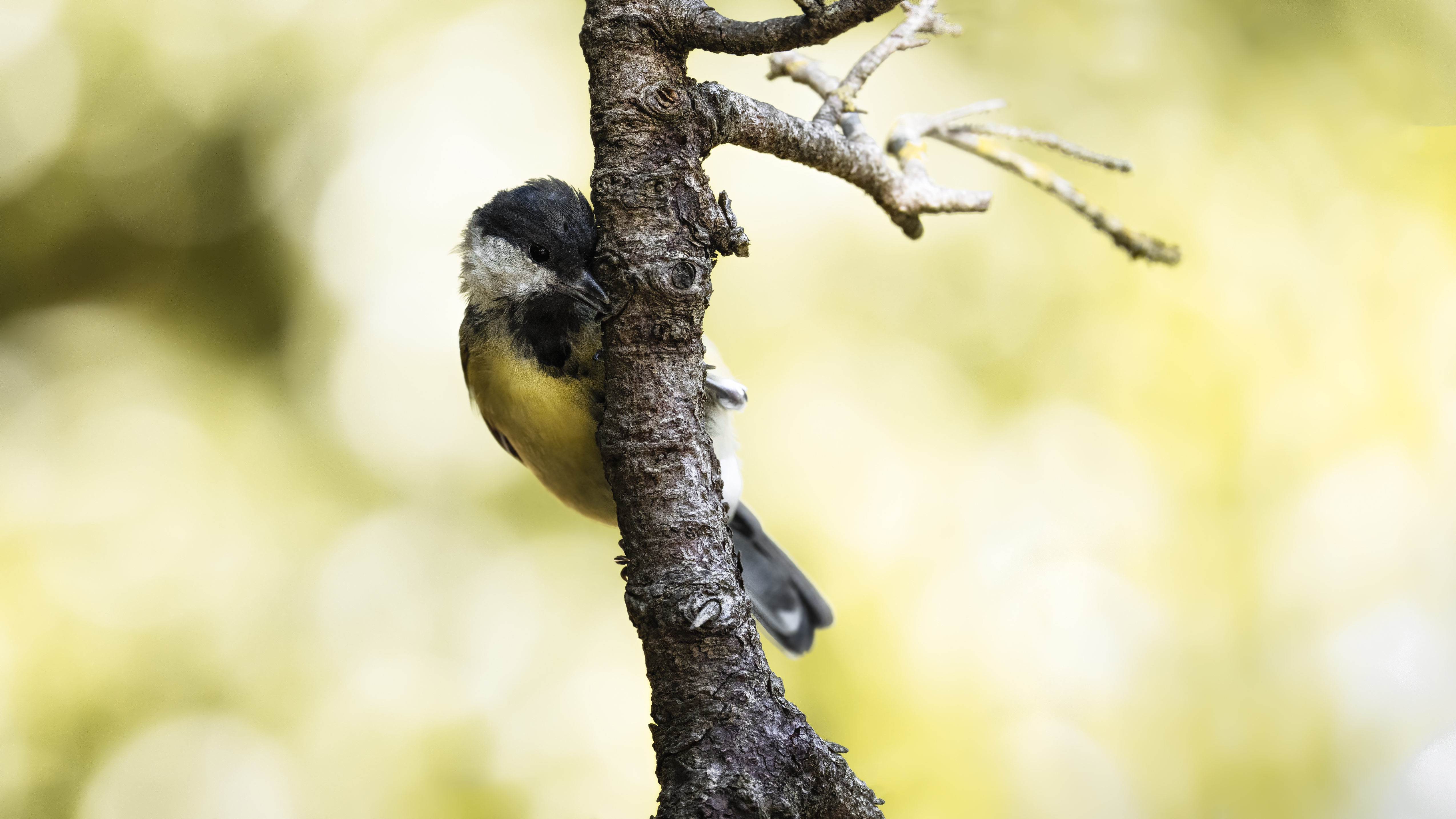 Greattit39