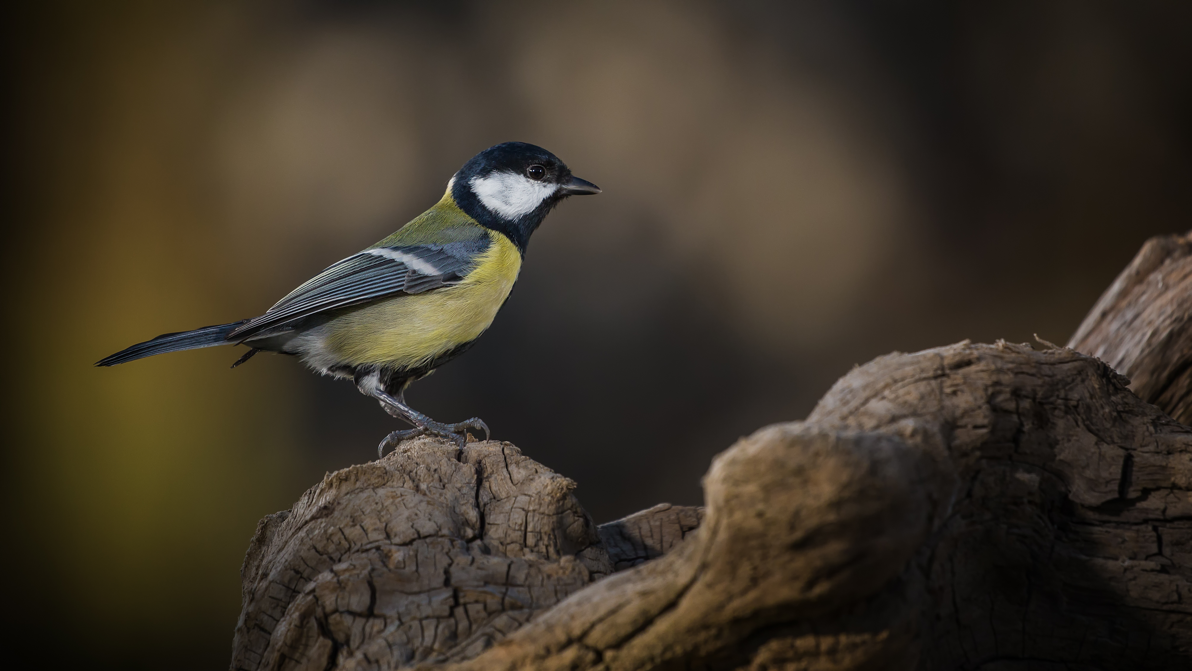 Greattit4