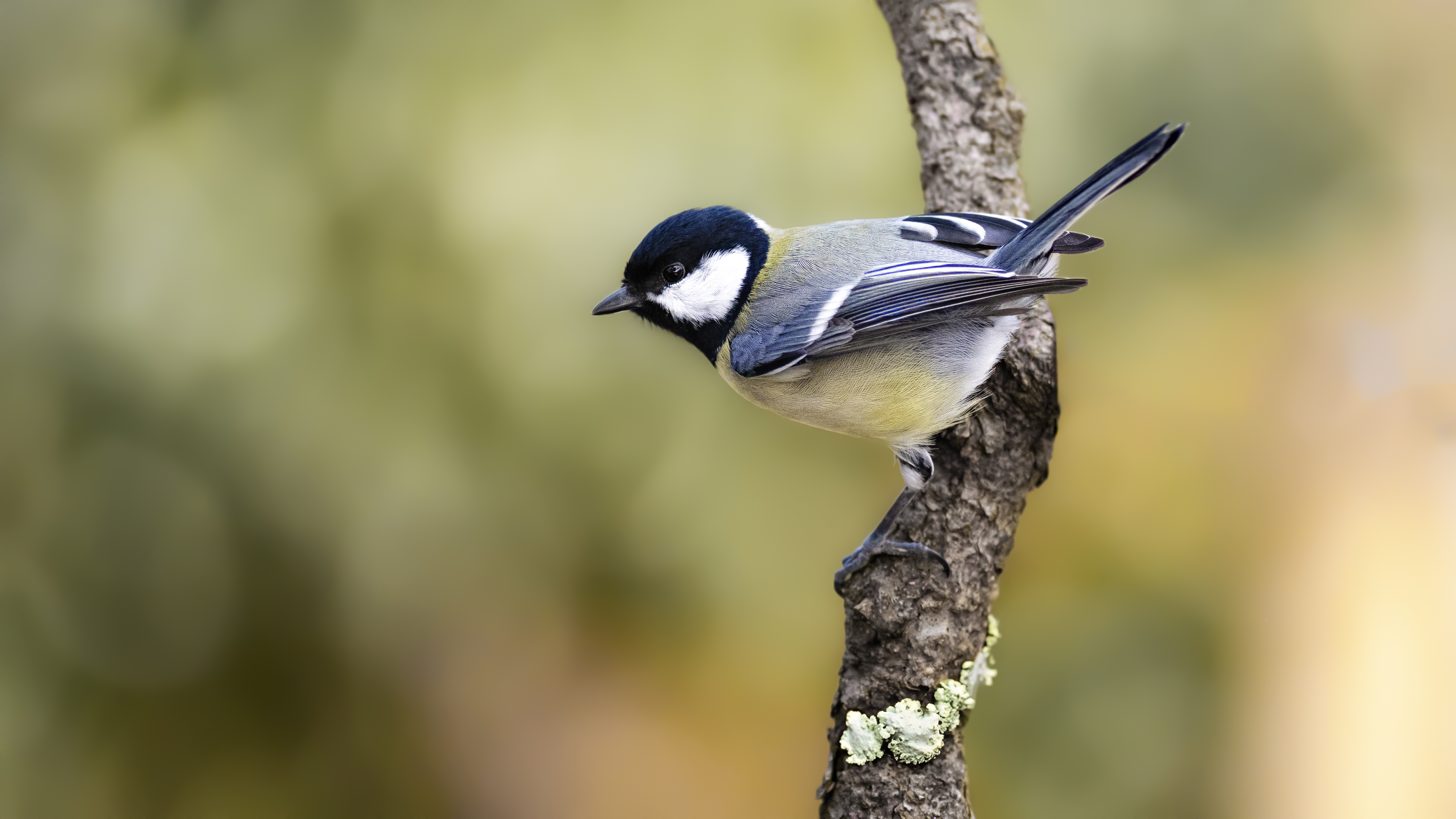 Greattit40