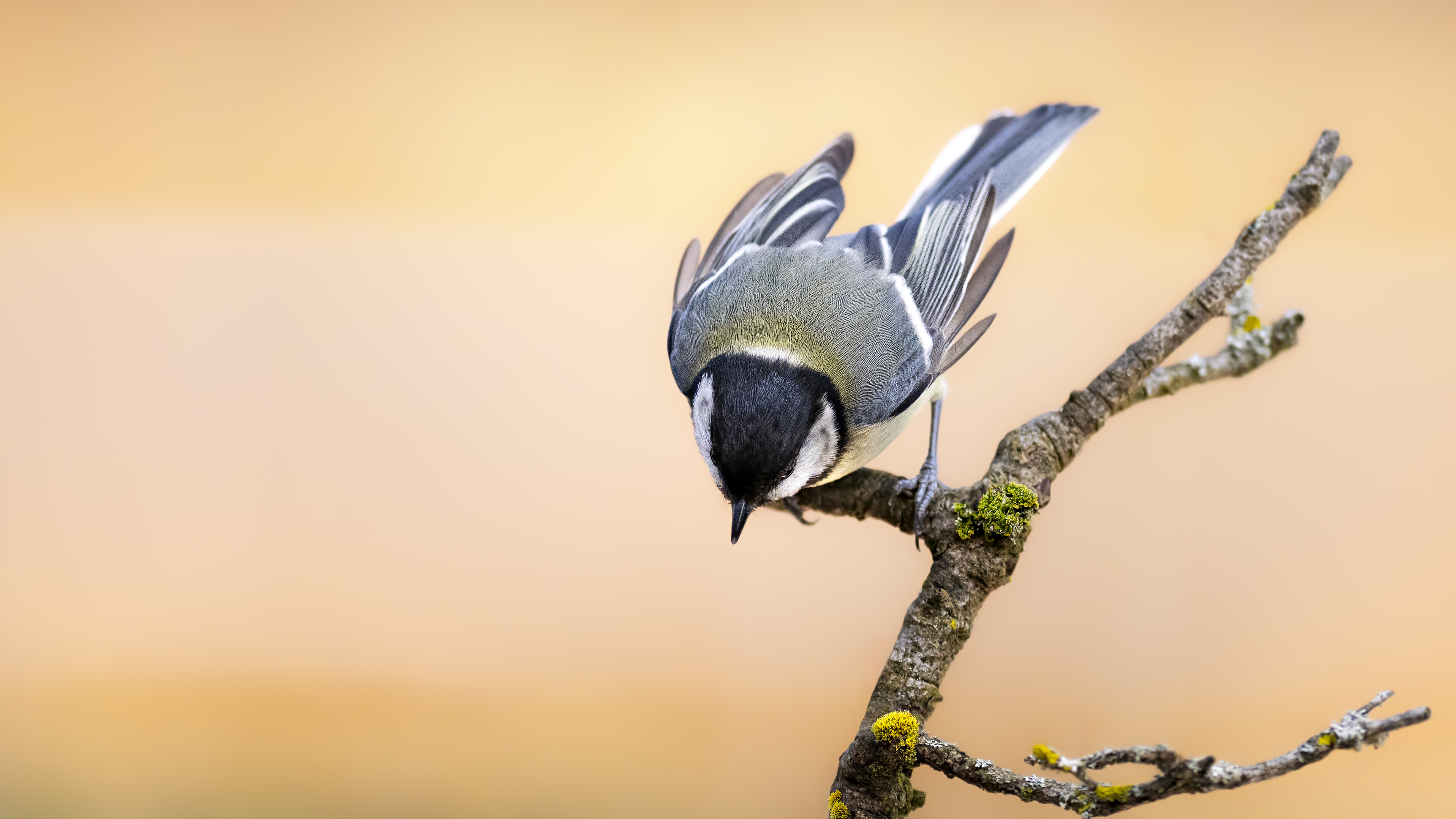 Greattit41