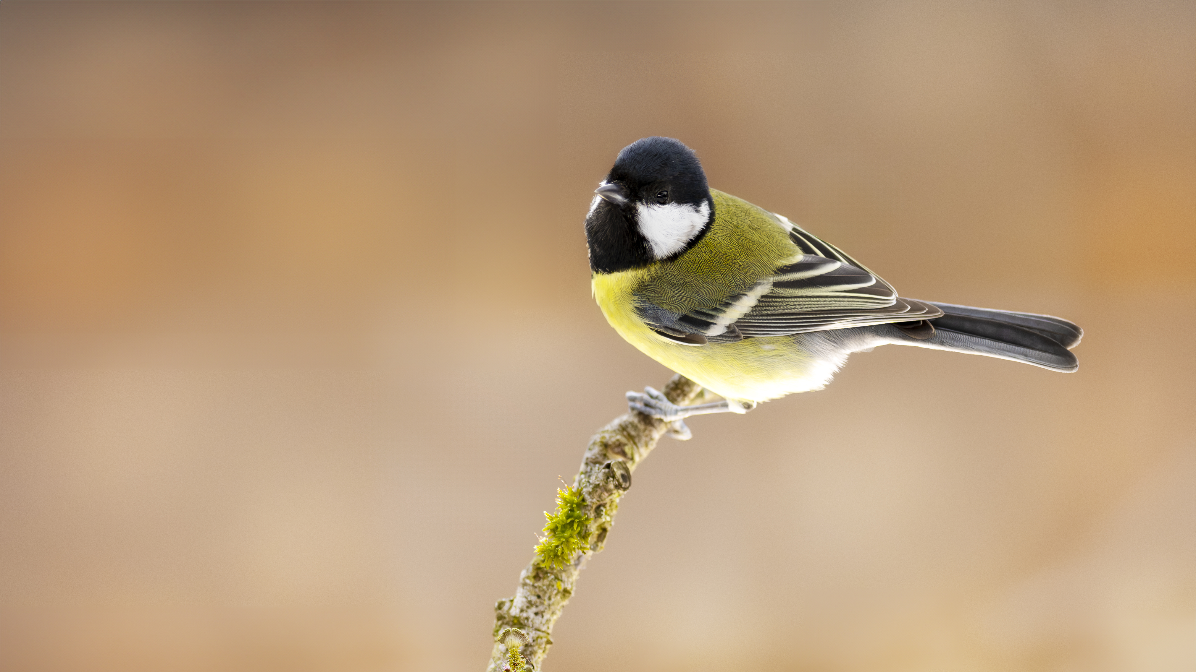 Greattit43