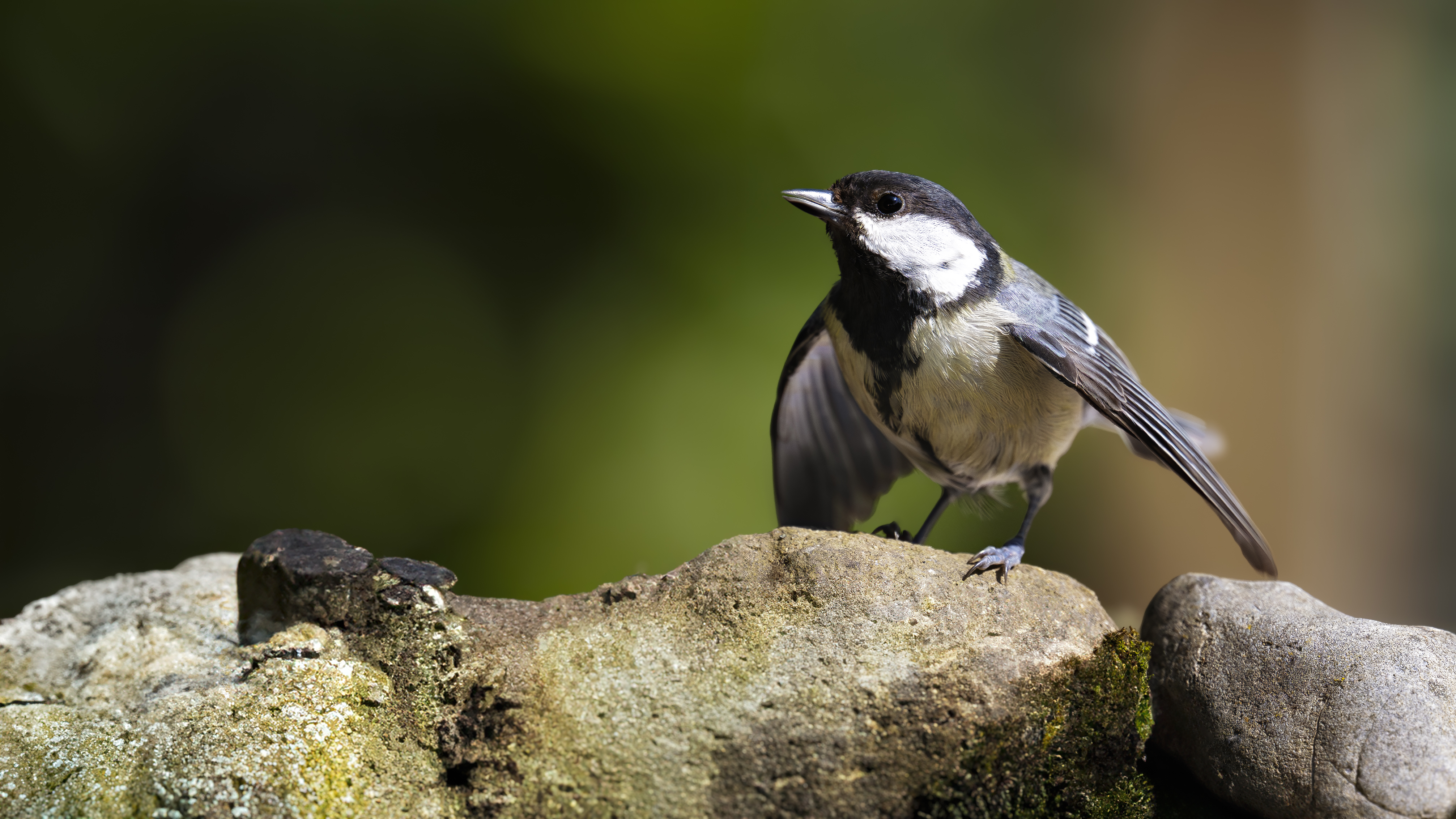 Greattit47