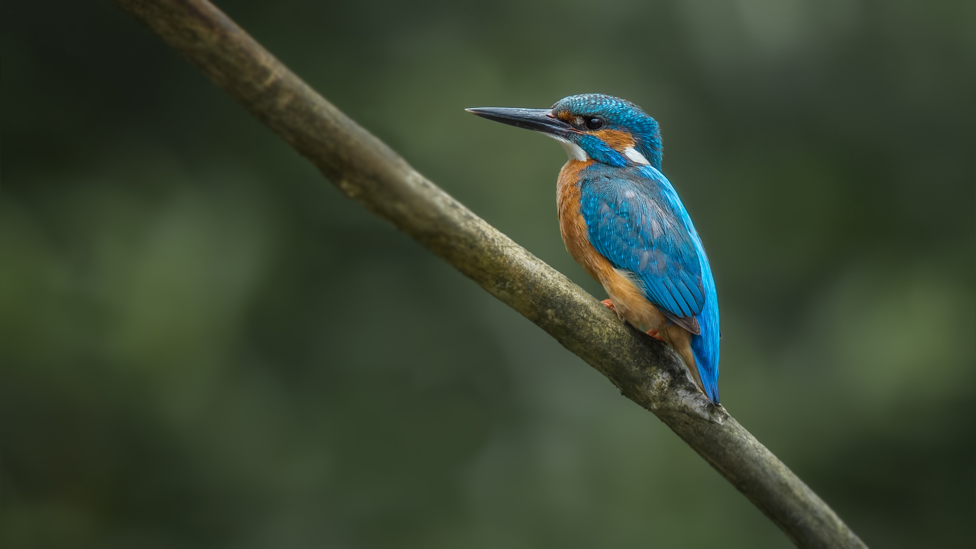 Kingfisher6