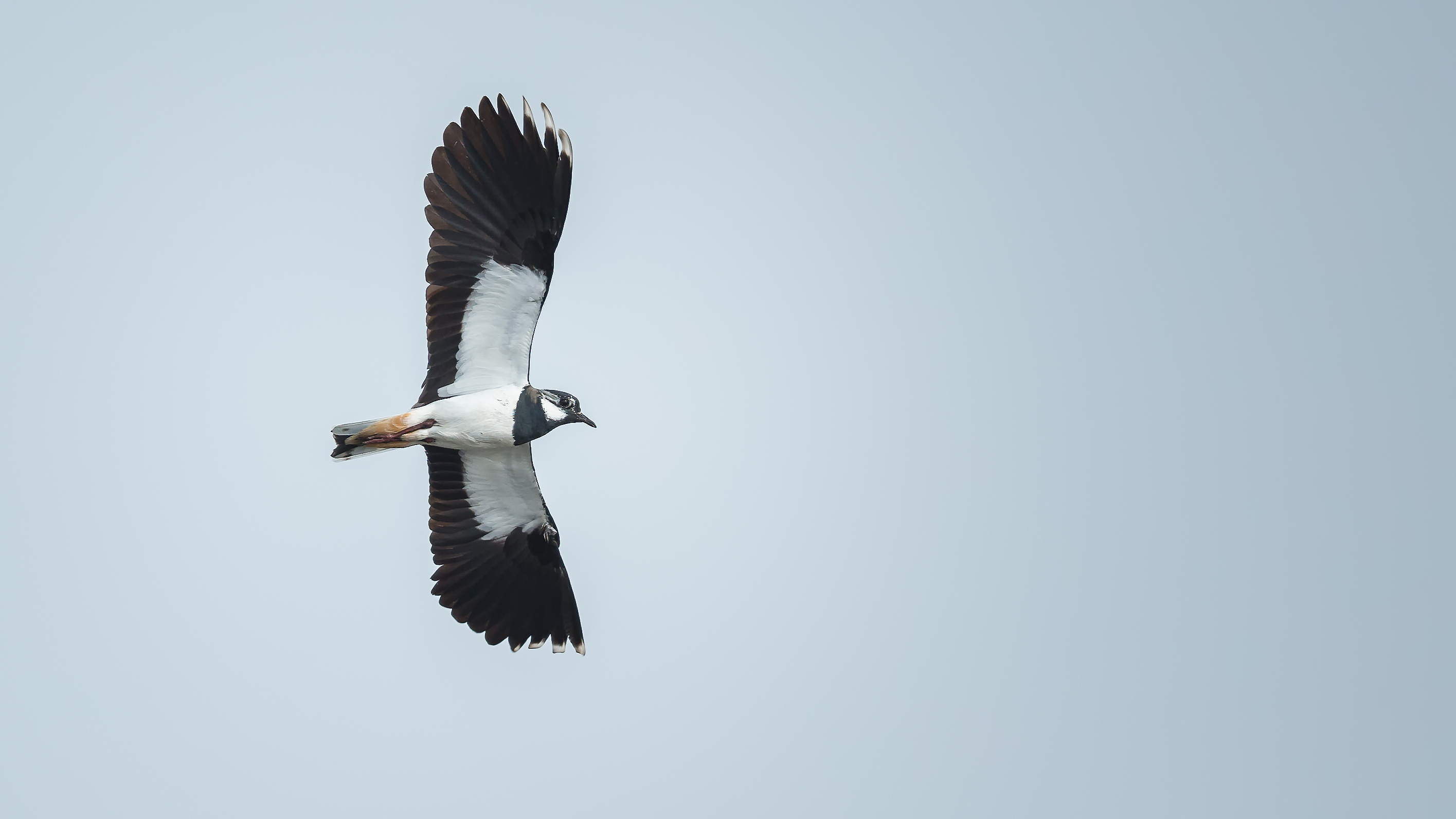 Lapwing1