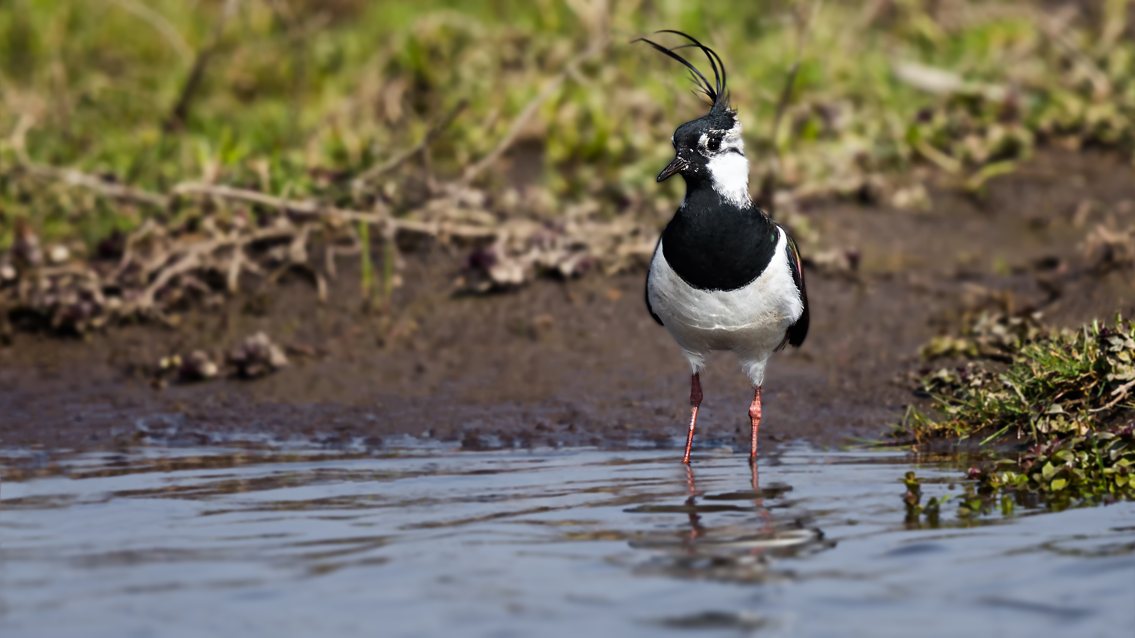 Lapwing3