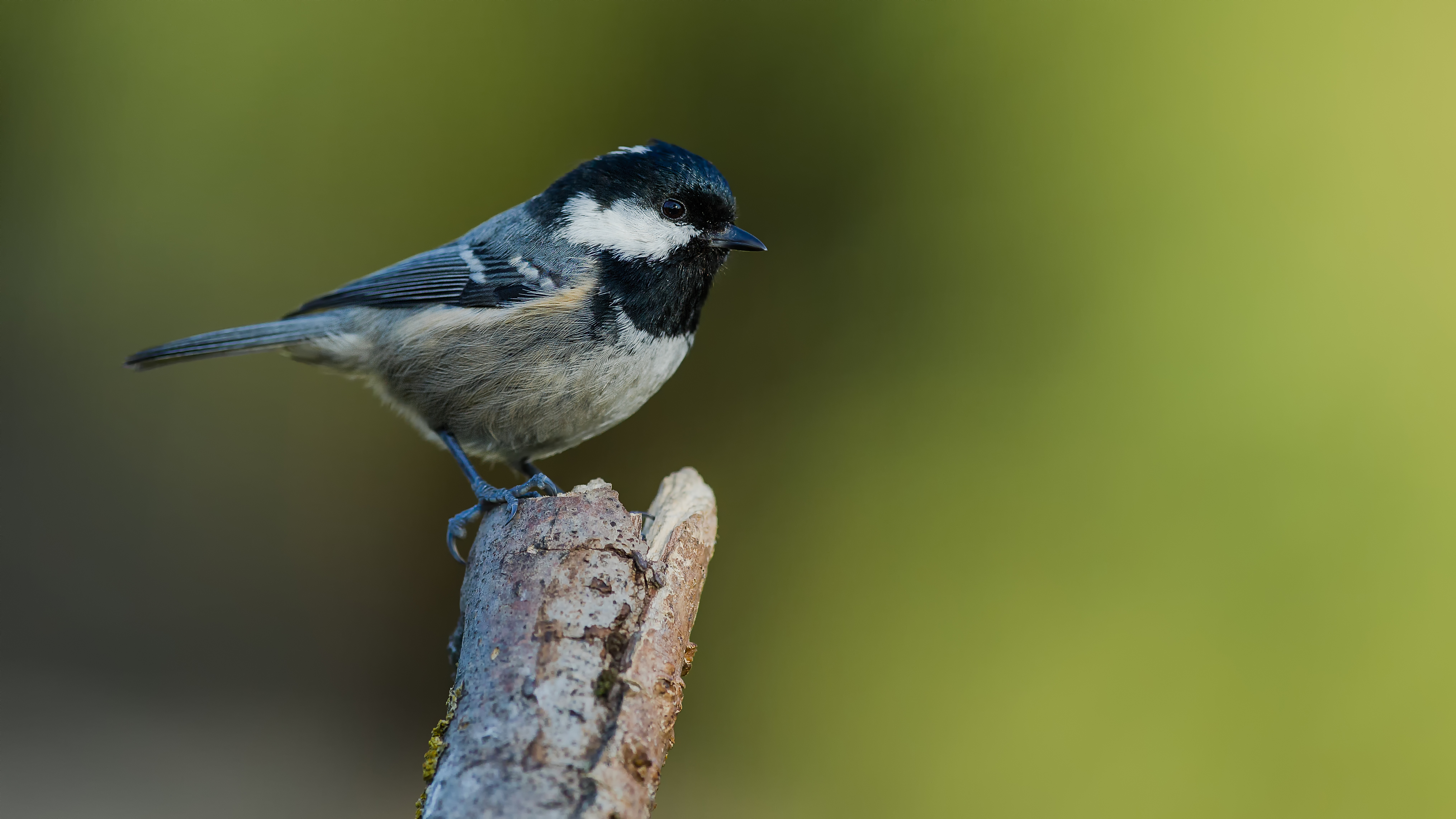Marshtit10