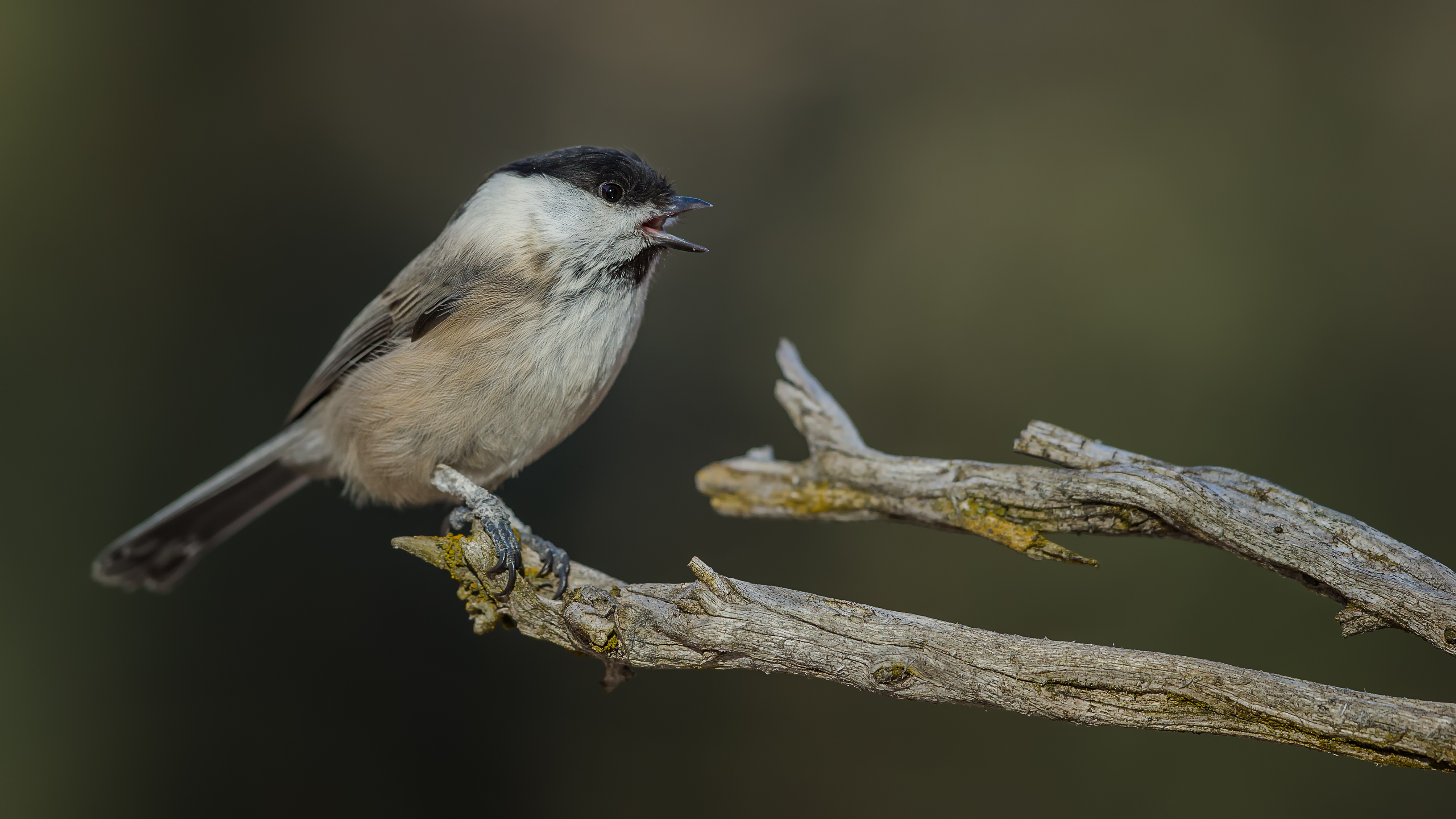 Marshtit13