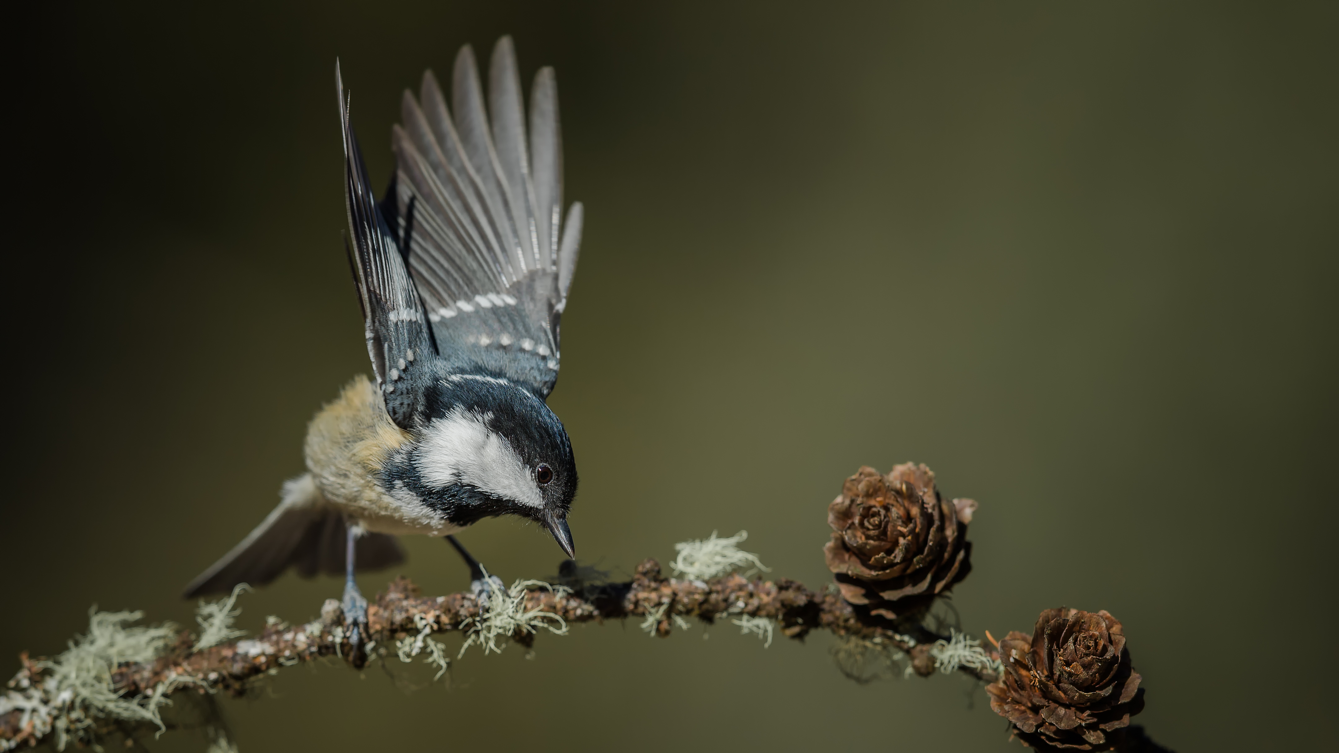 Marshtit14