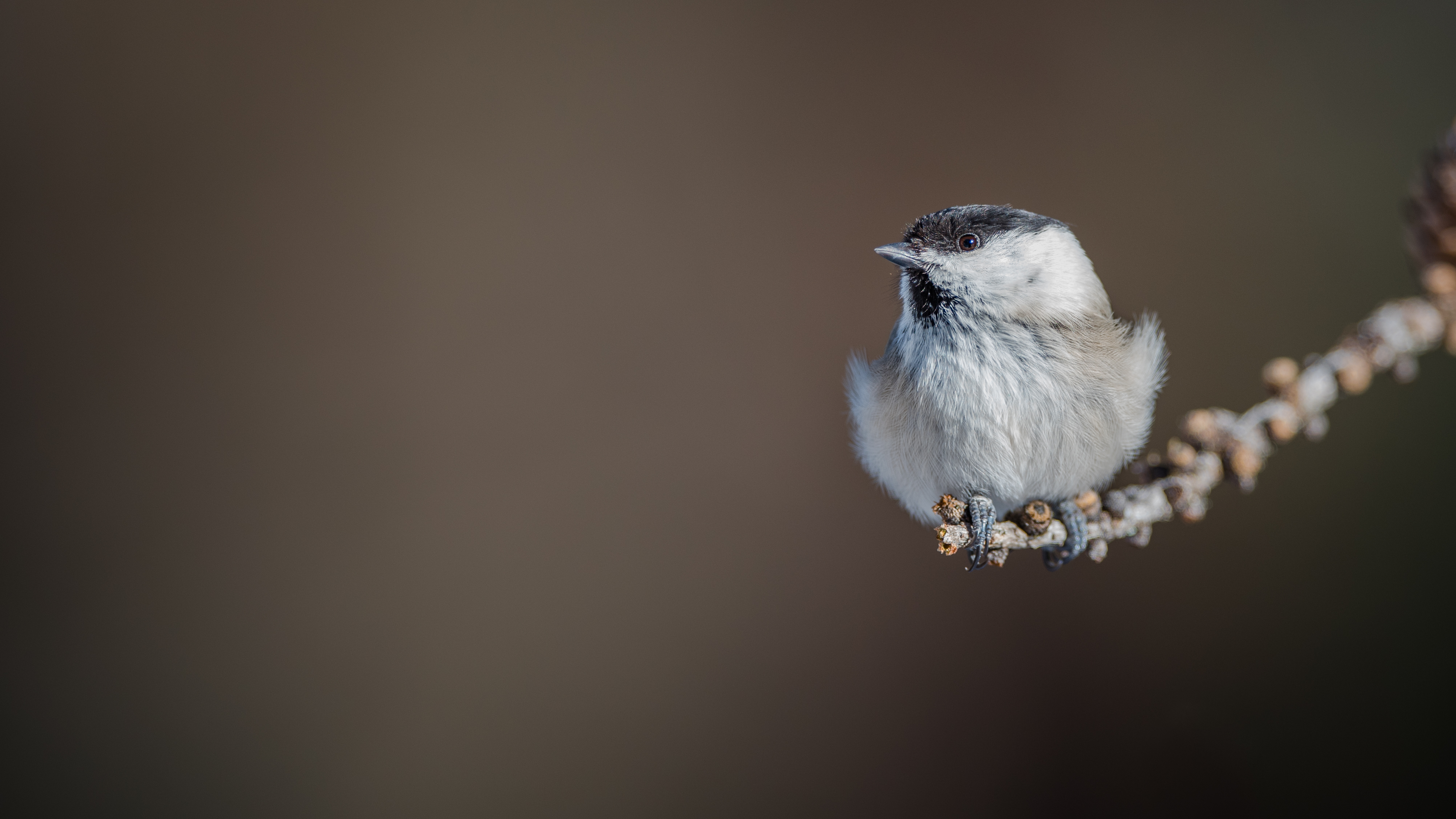 Marshtit16