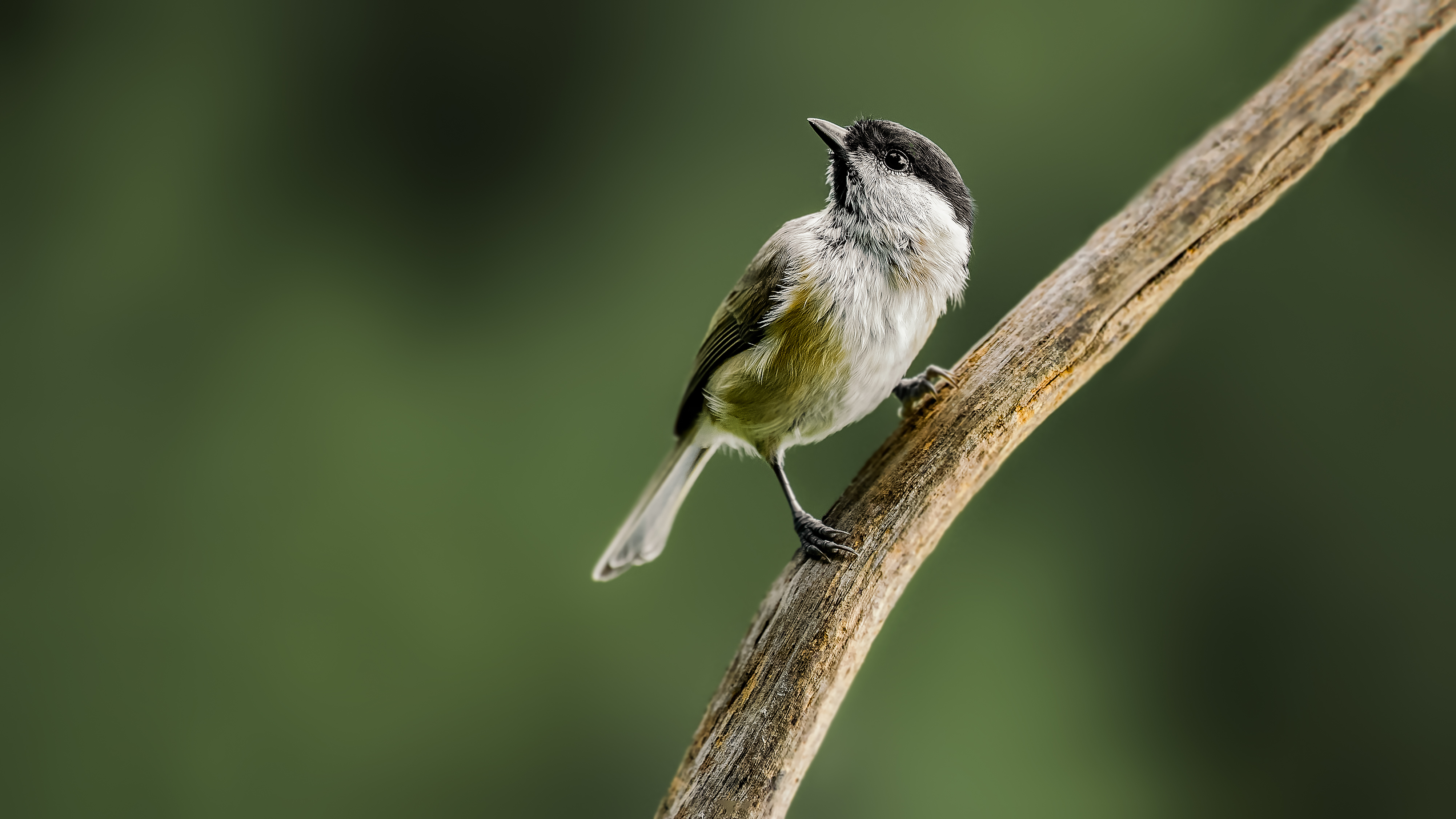 Marshtit18
