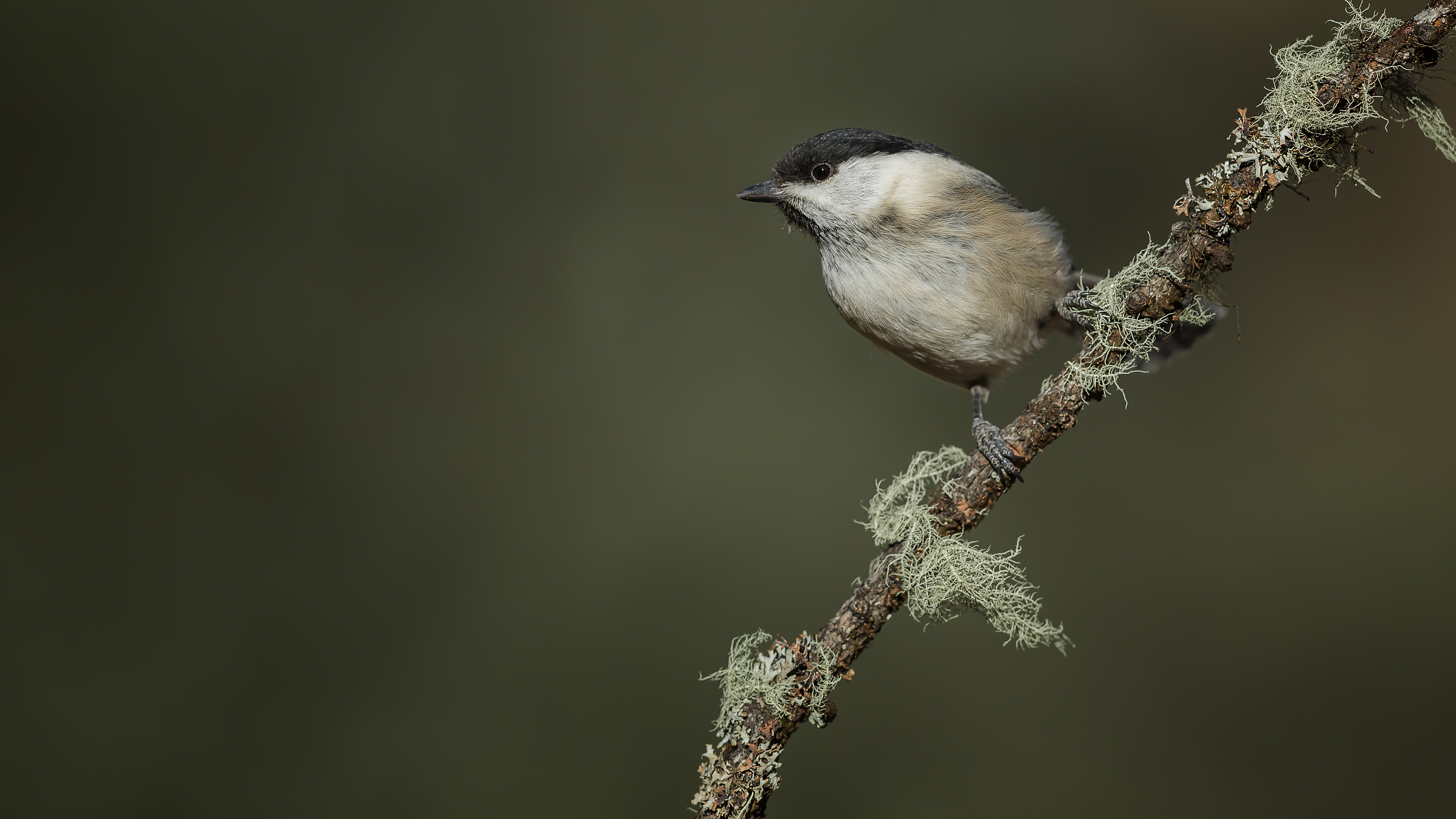 Marshtit2