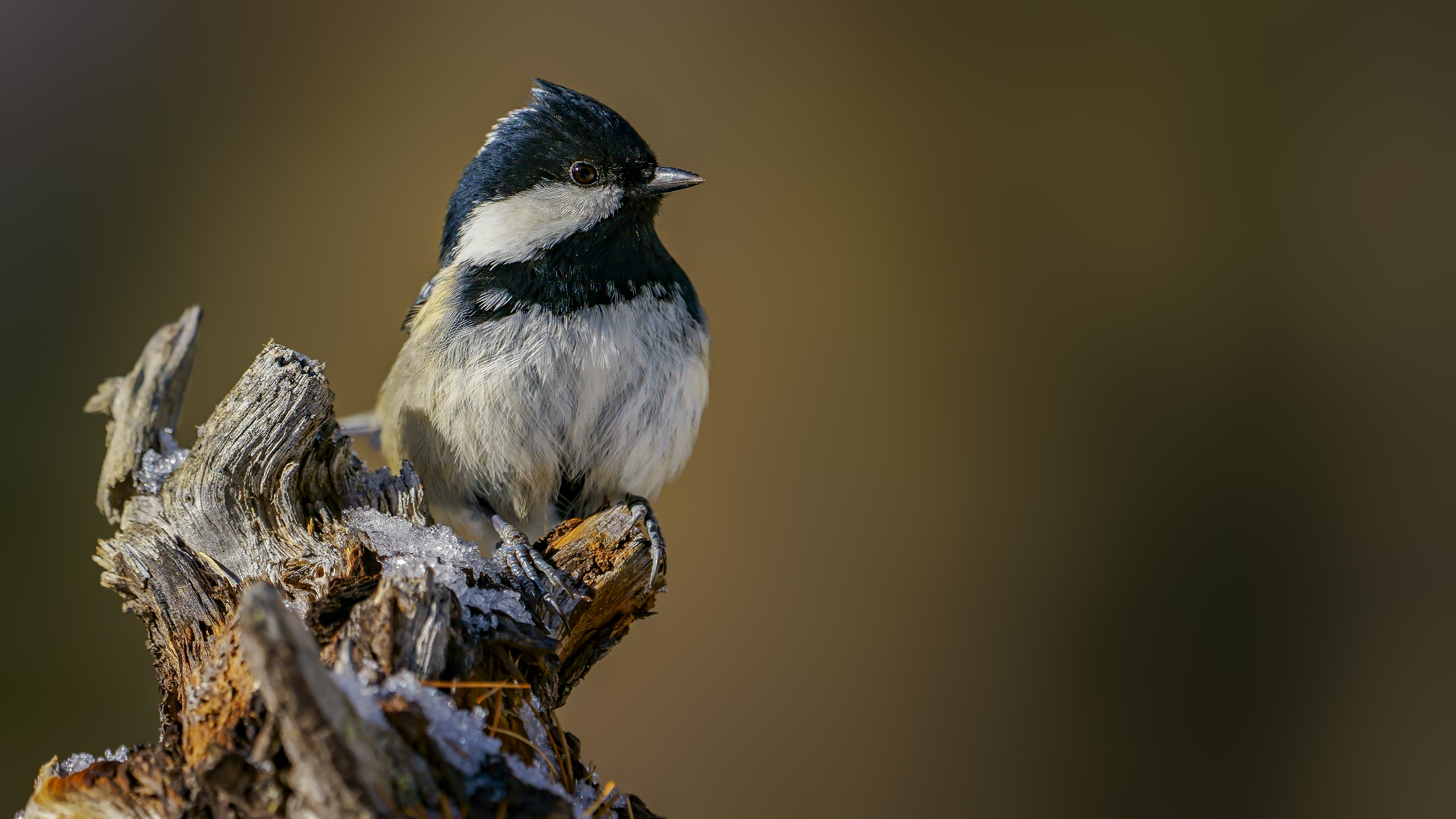 Marshtit22