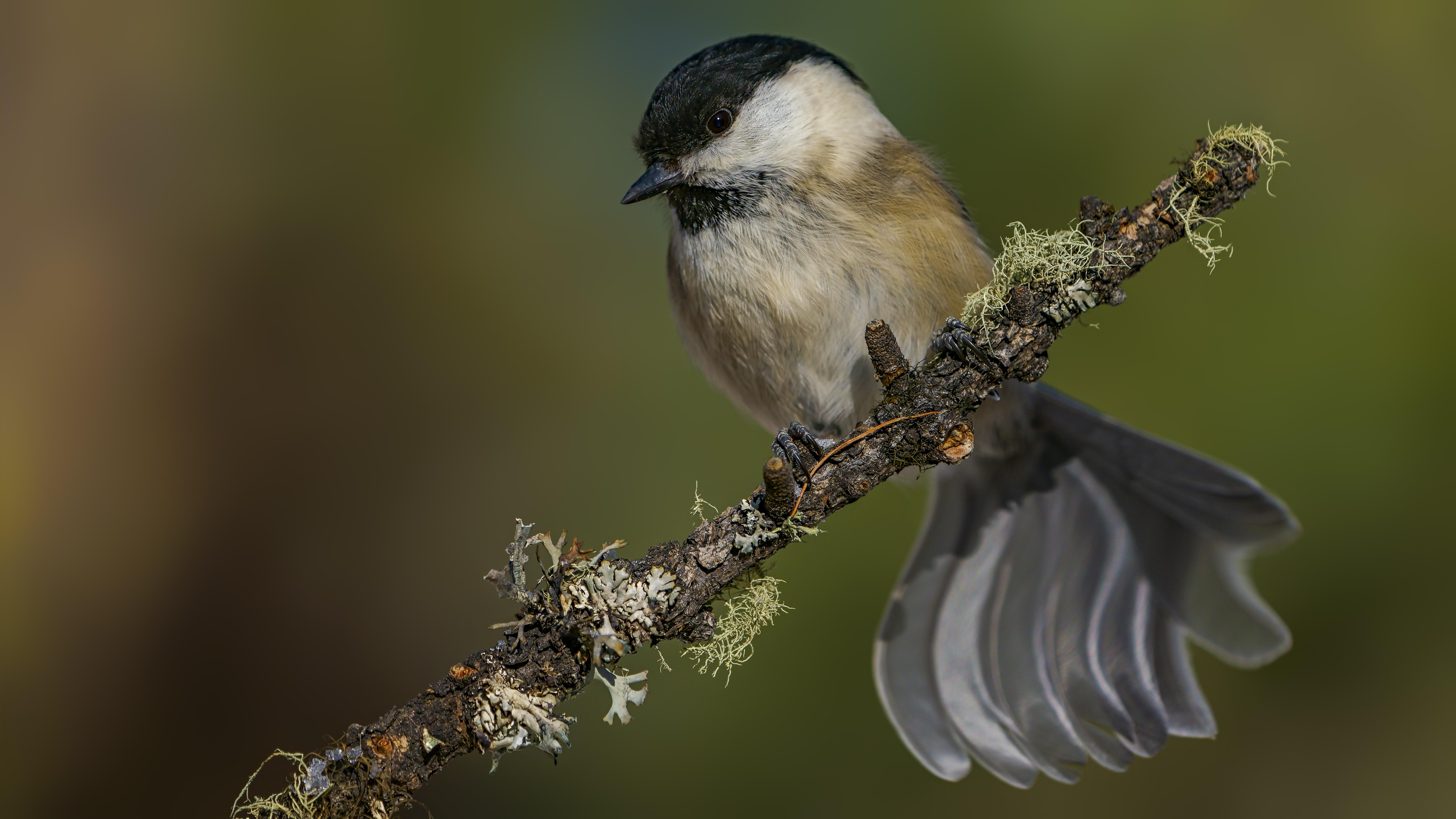 Marshtit23