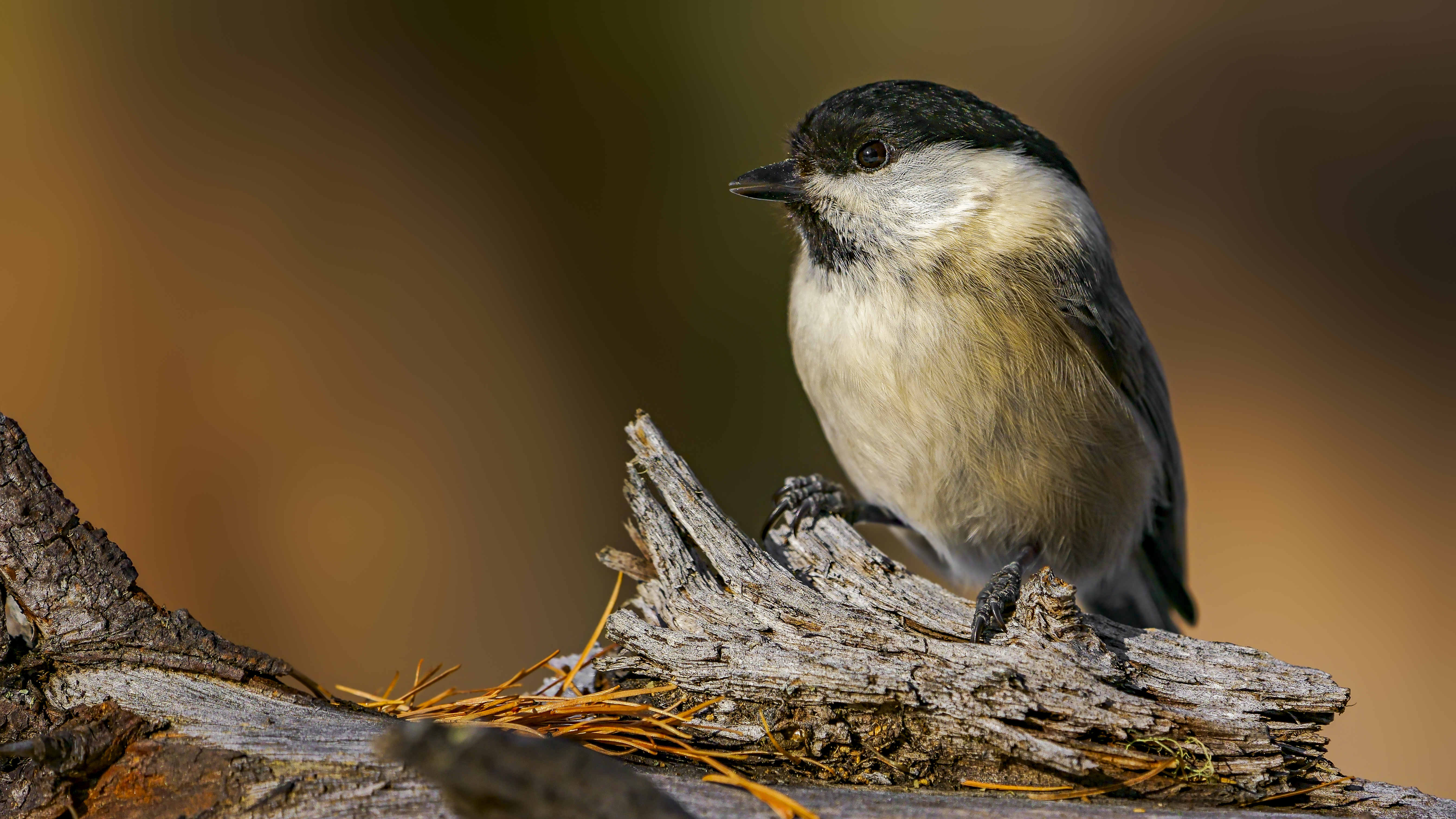 Marshtit24