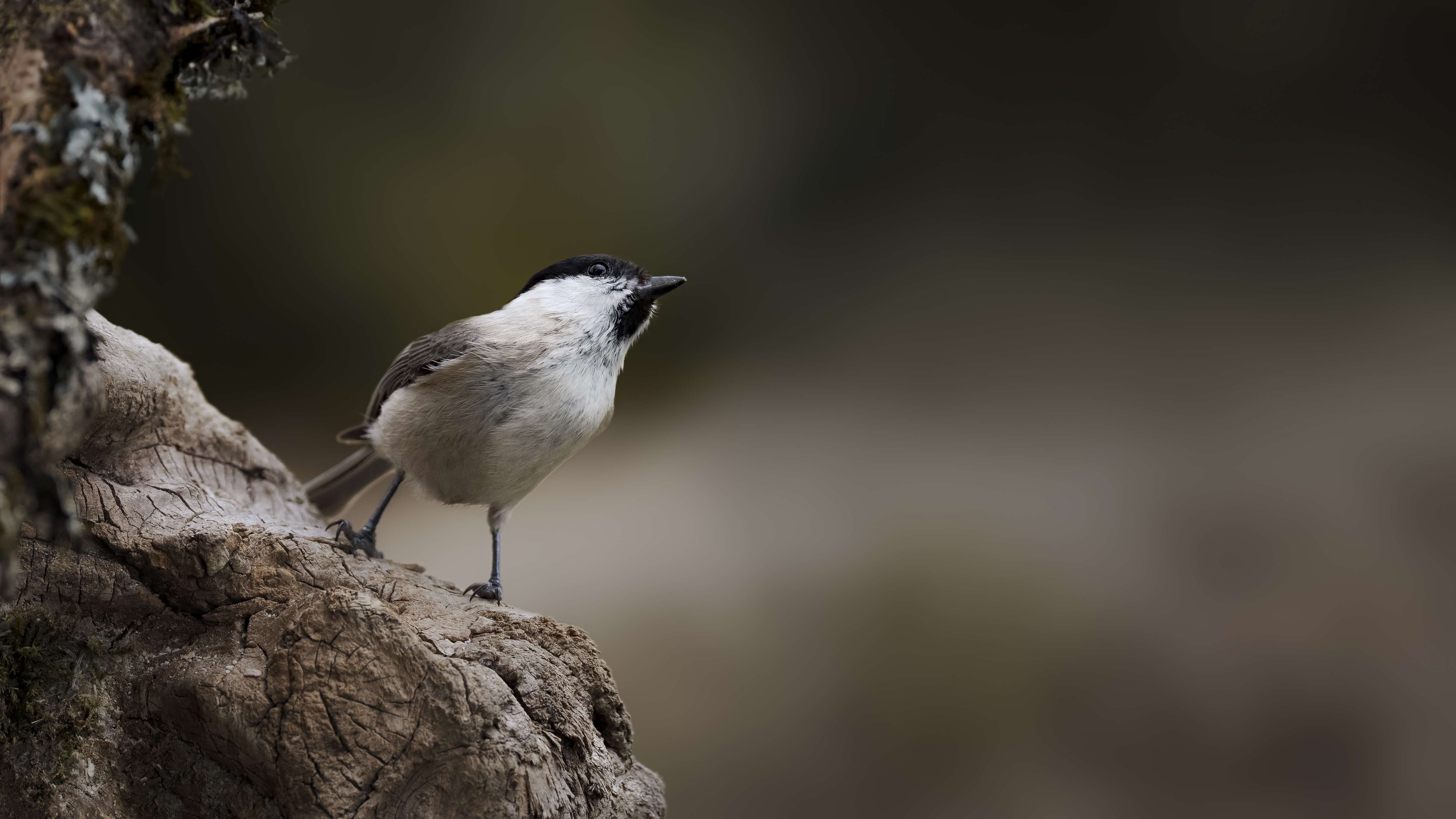 Marshtit26