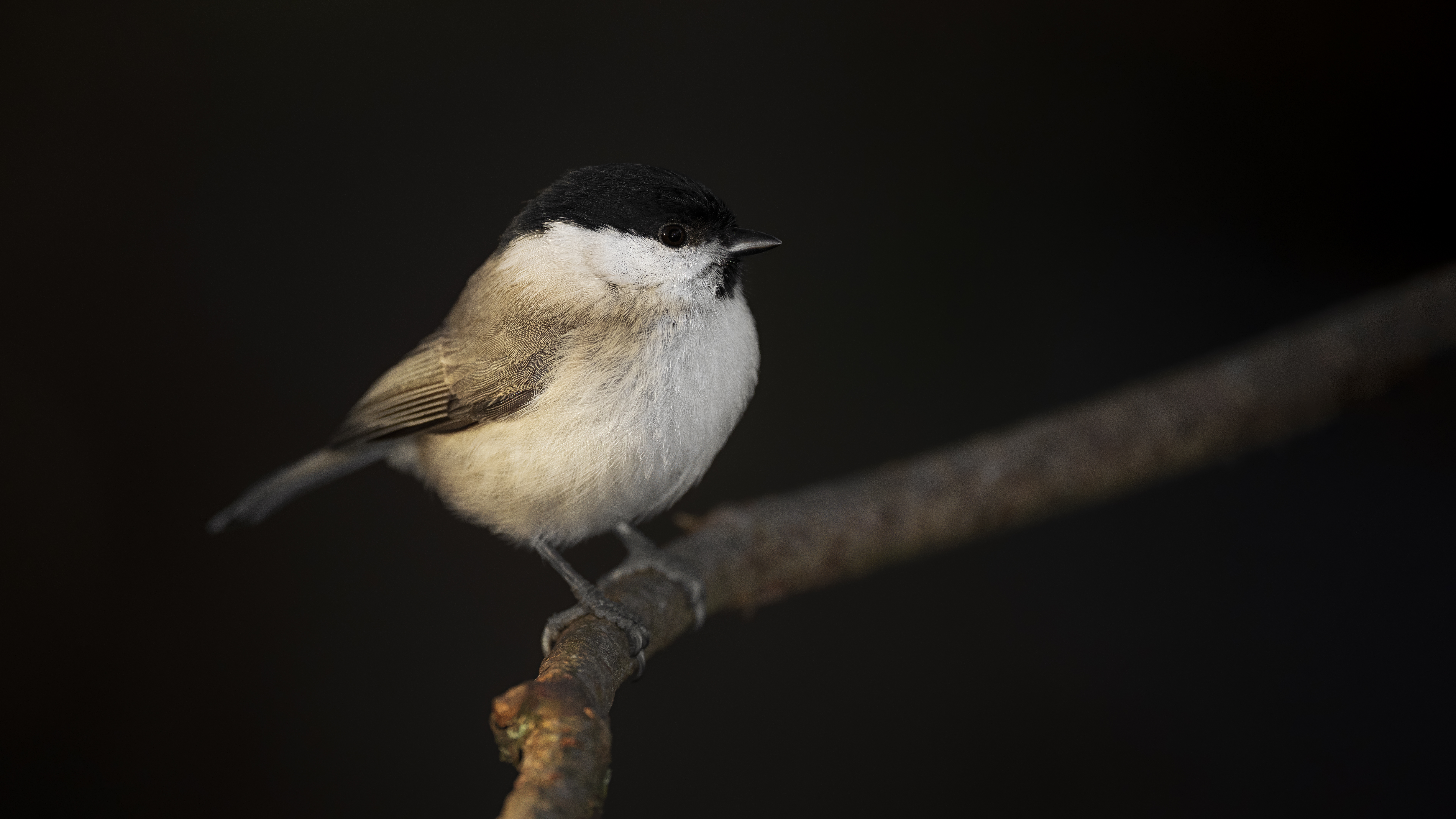 Marshtit29