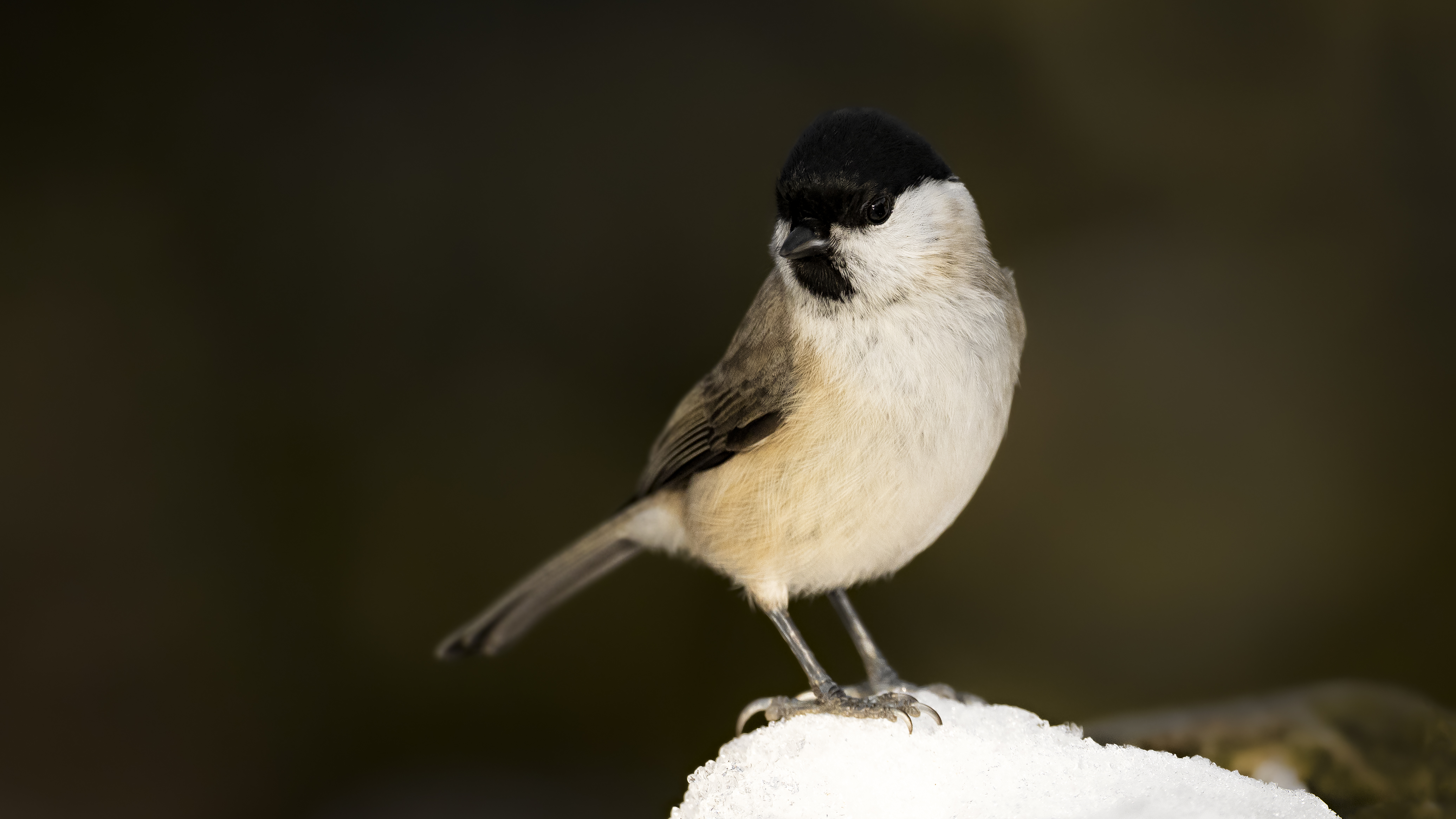 Marshtit30