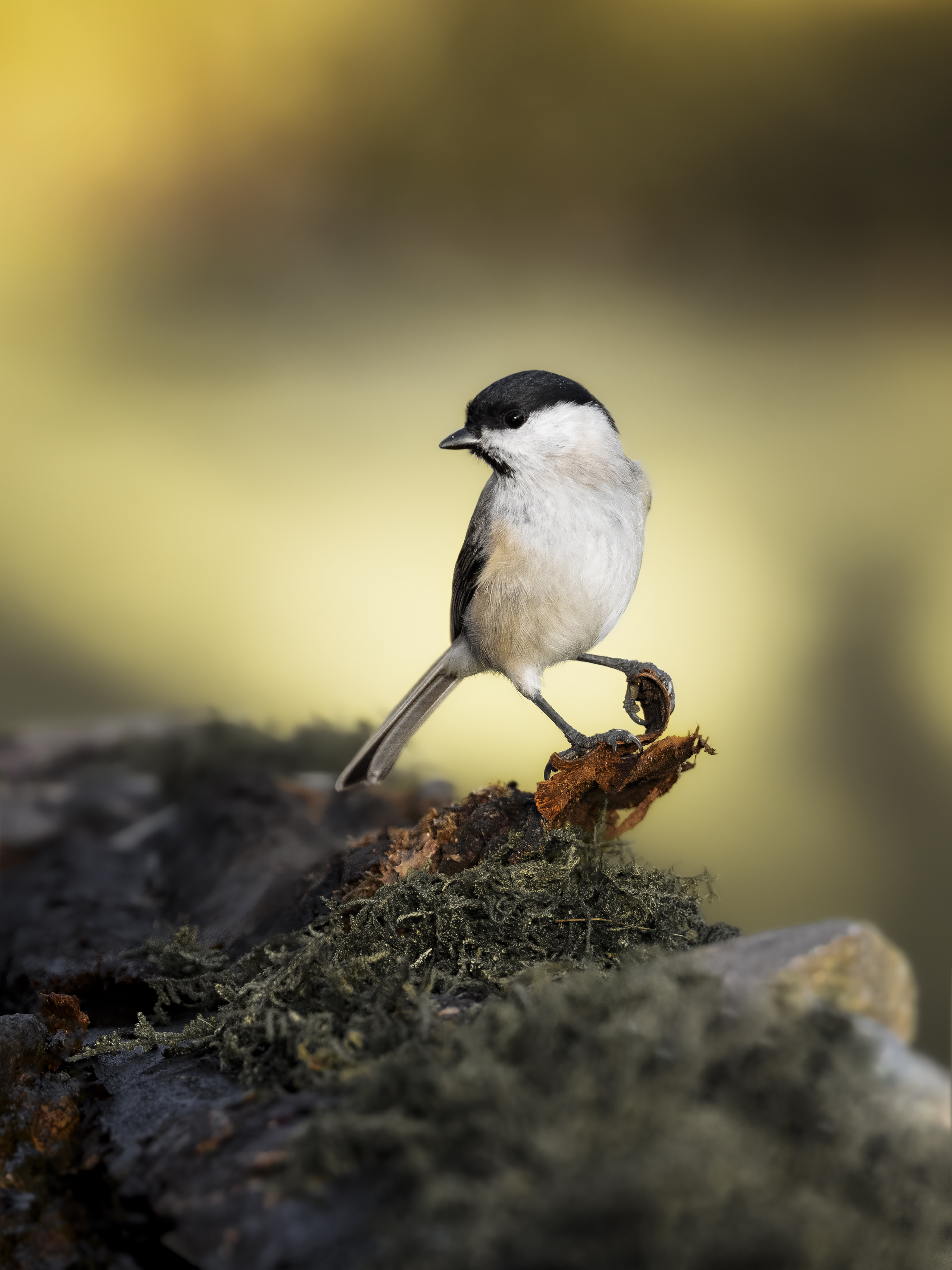 Marshtit31
