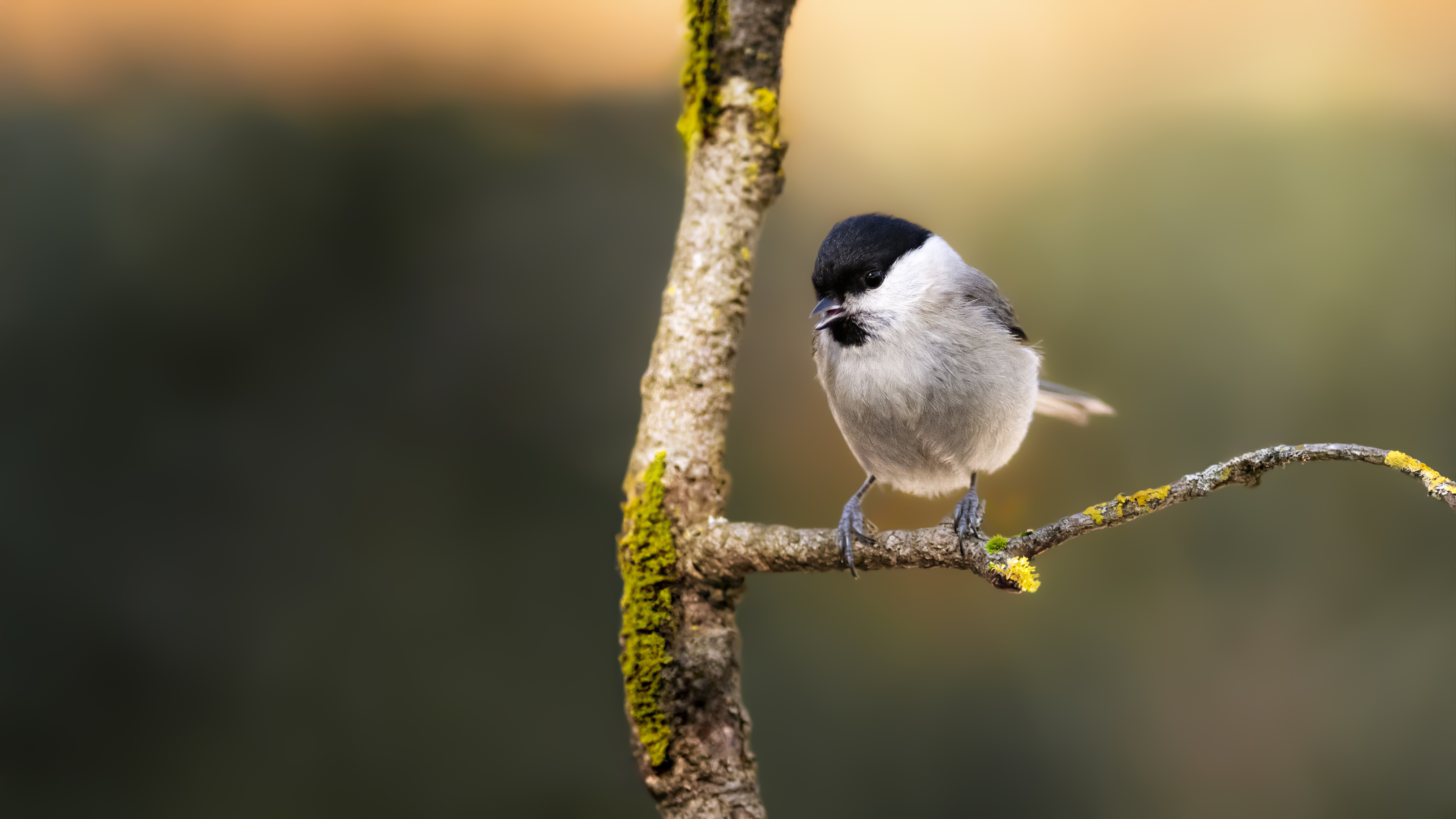 Marshtit34