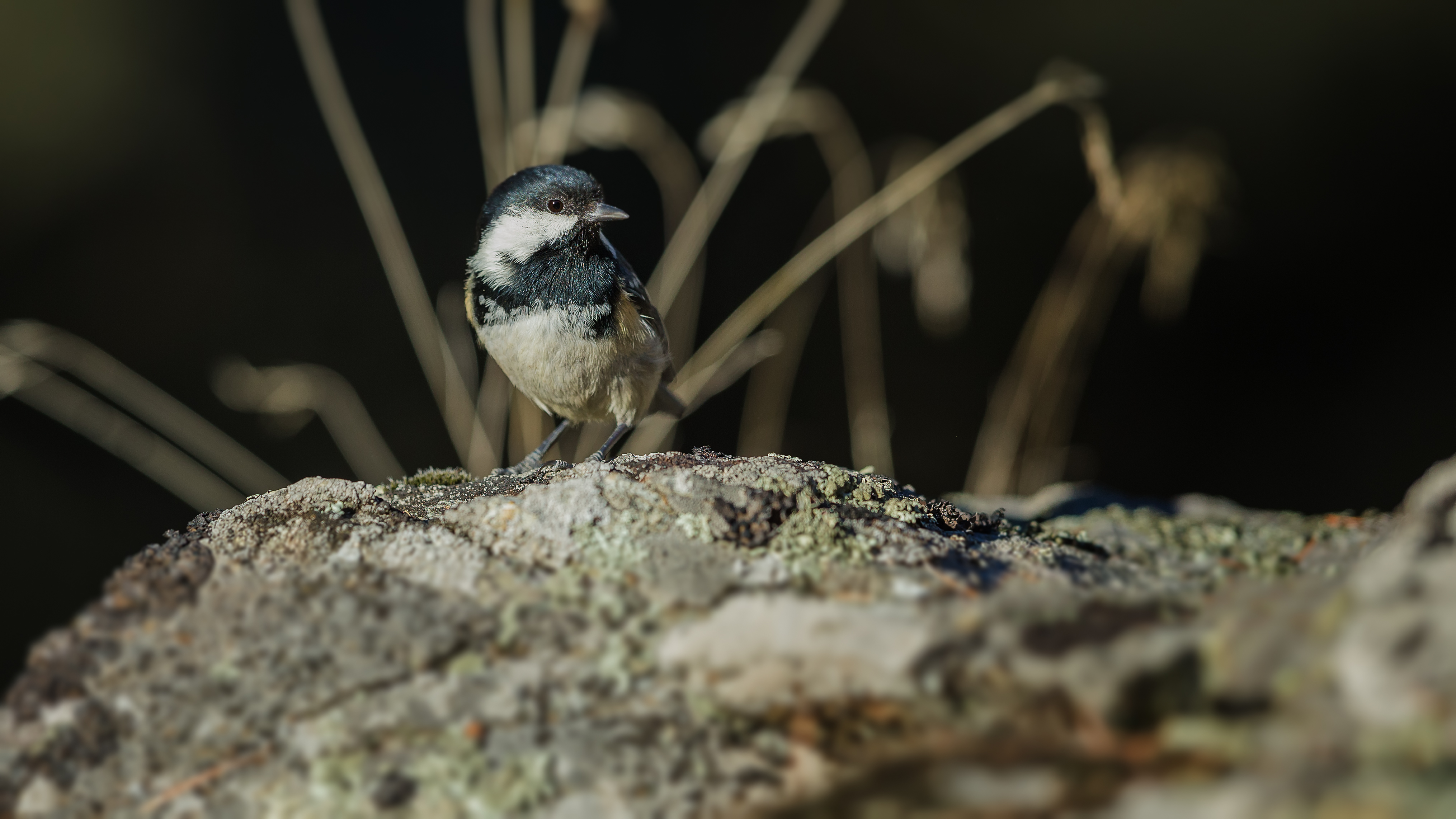 Marshtit4