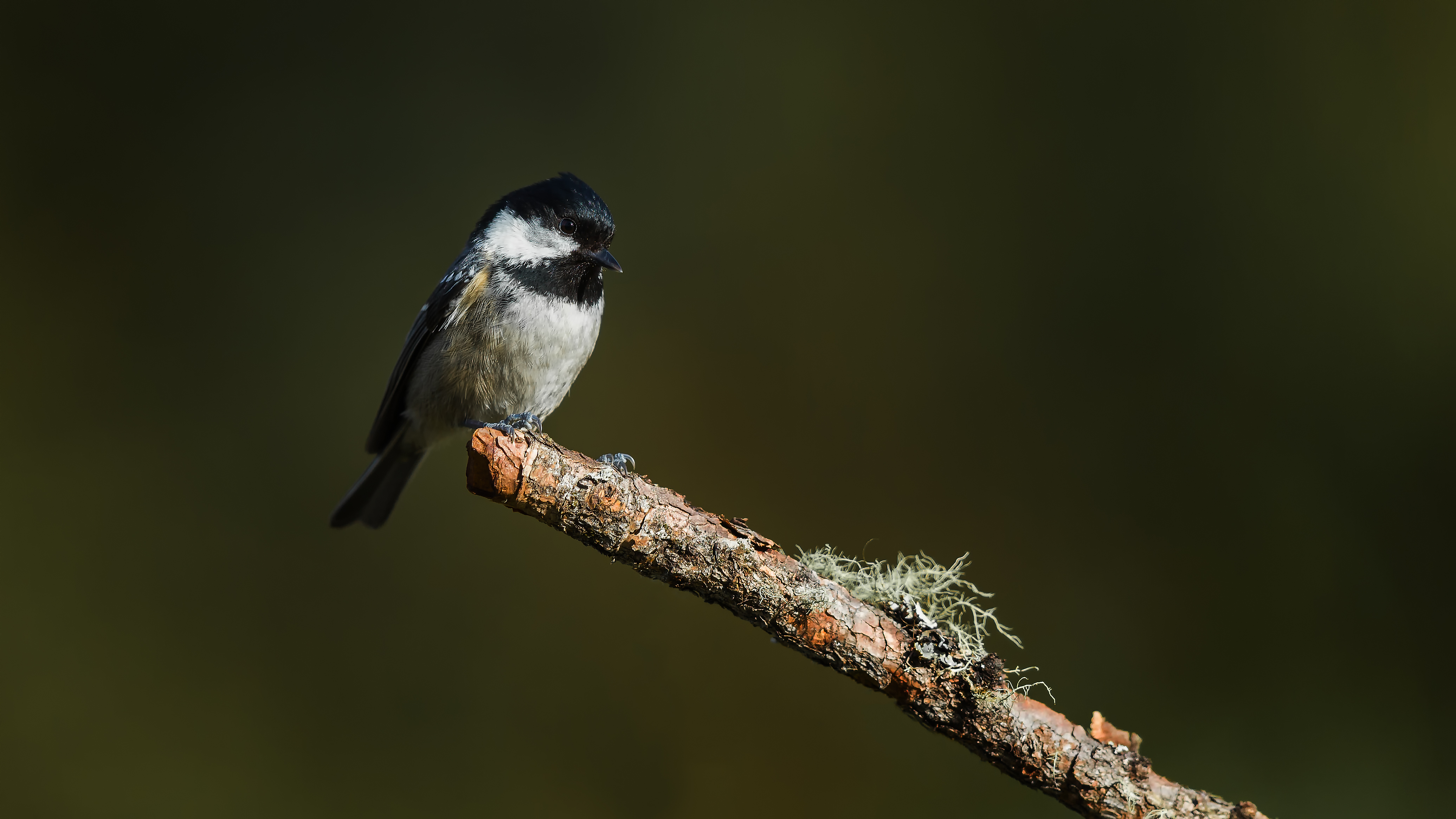 Marshtit5