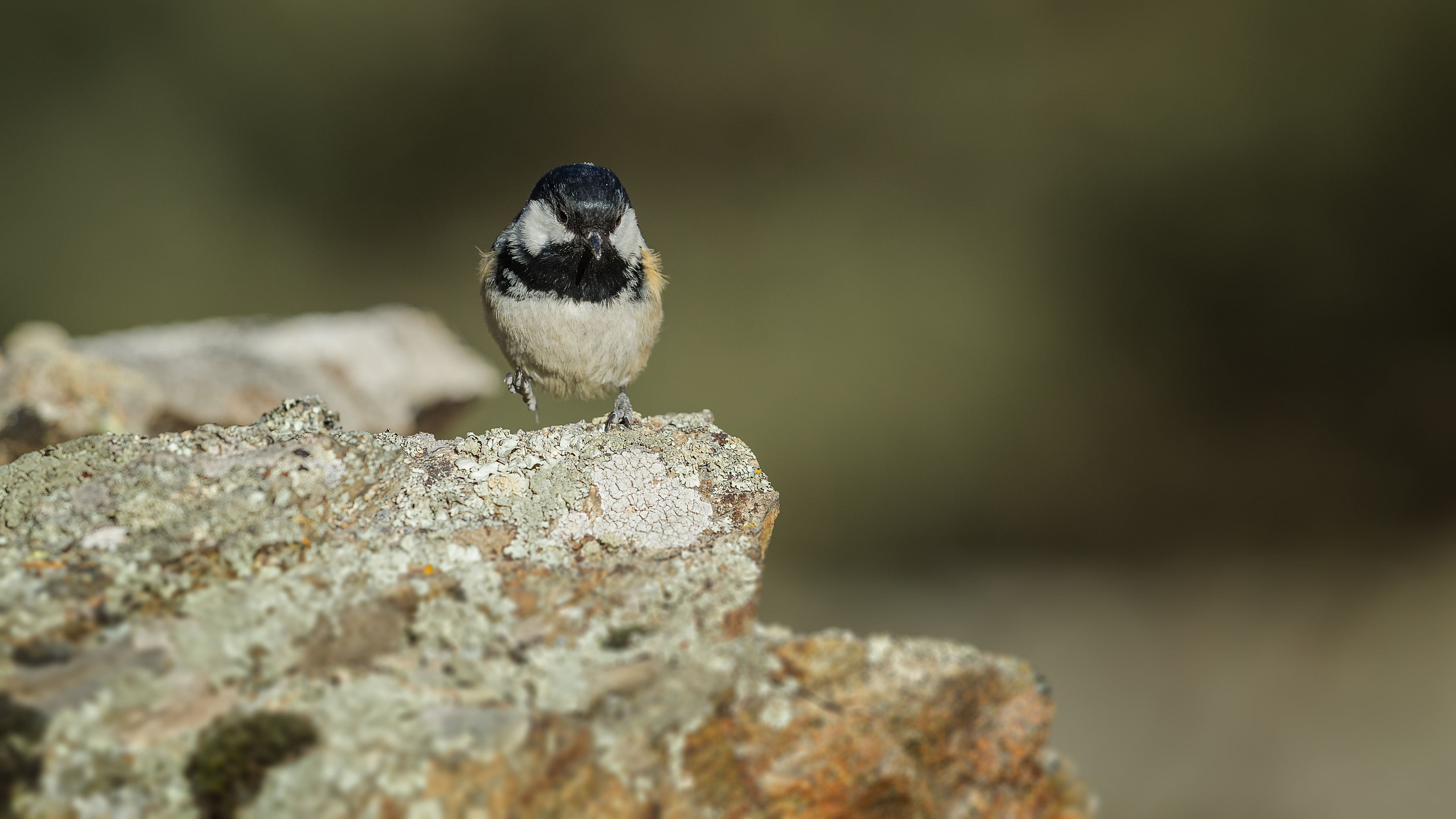 Marshtit6