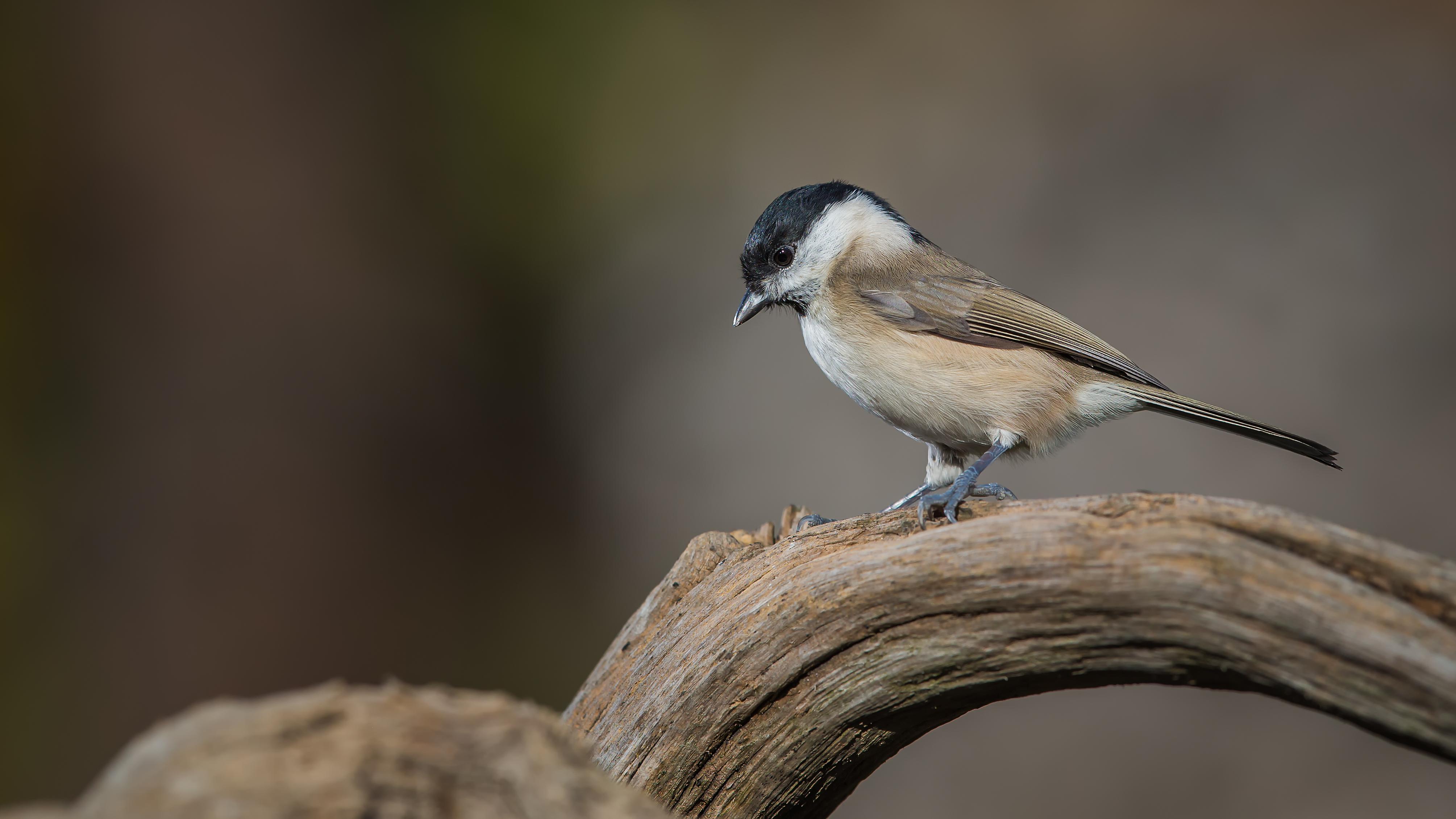 Marshtit8