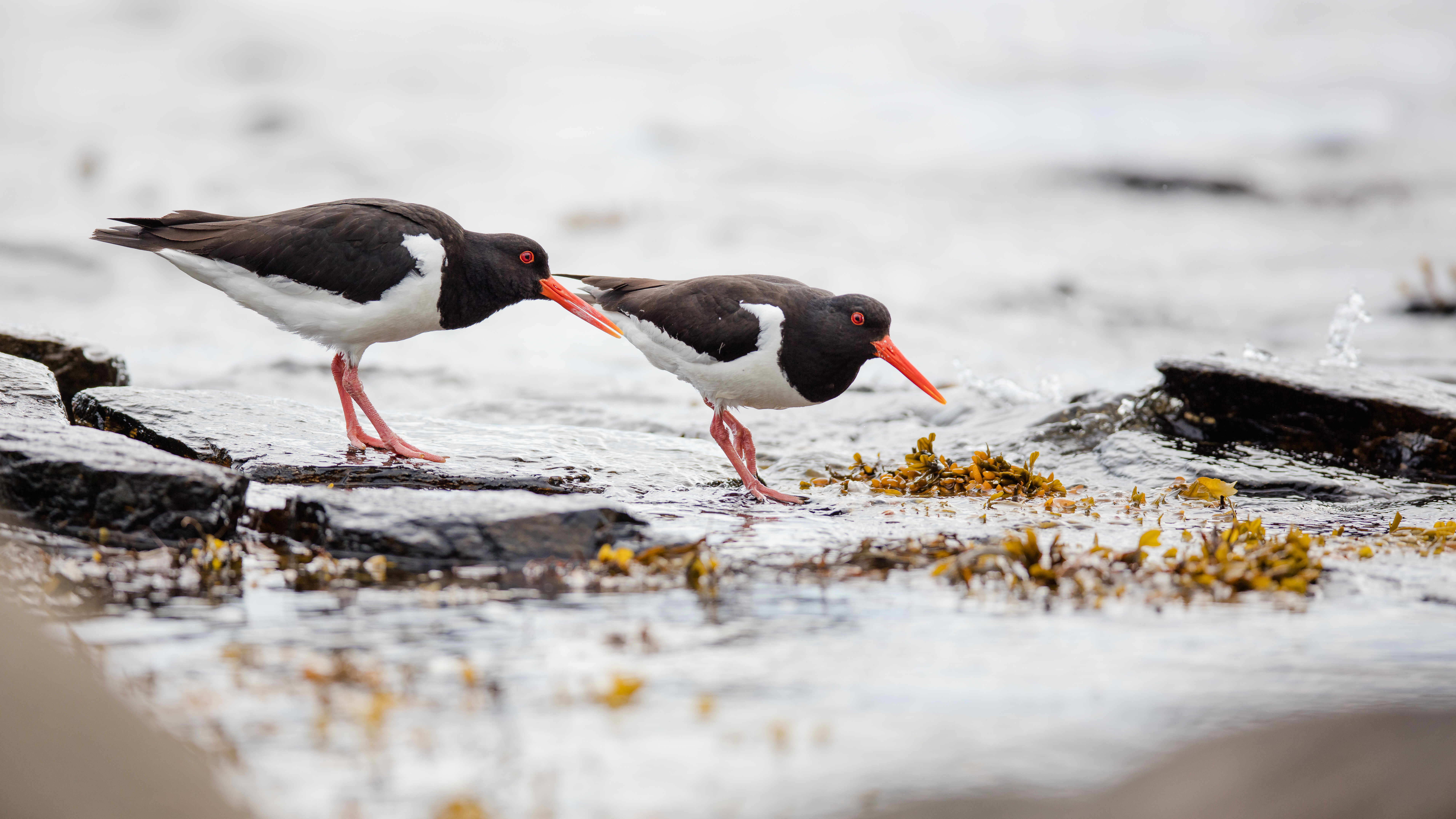 Oystercatcher5