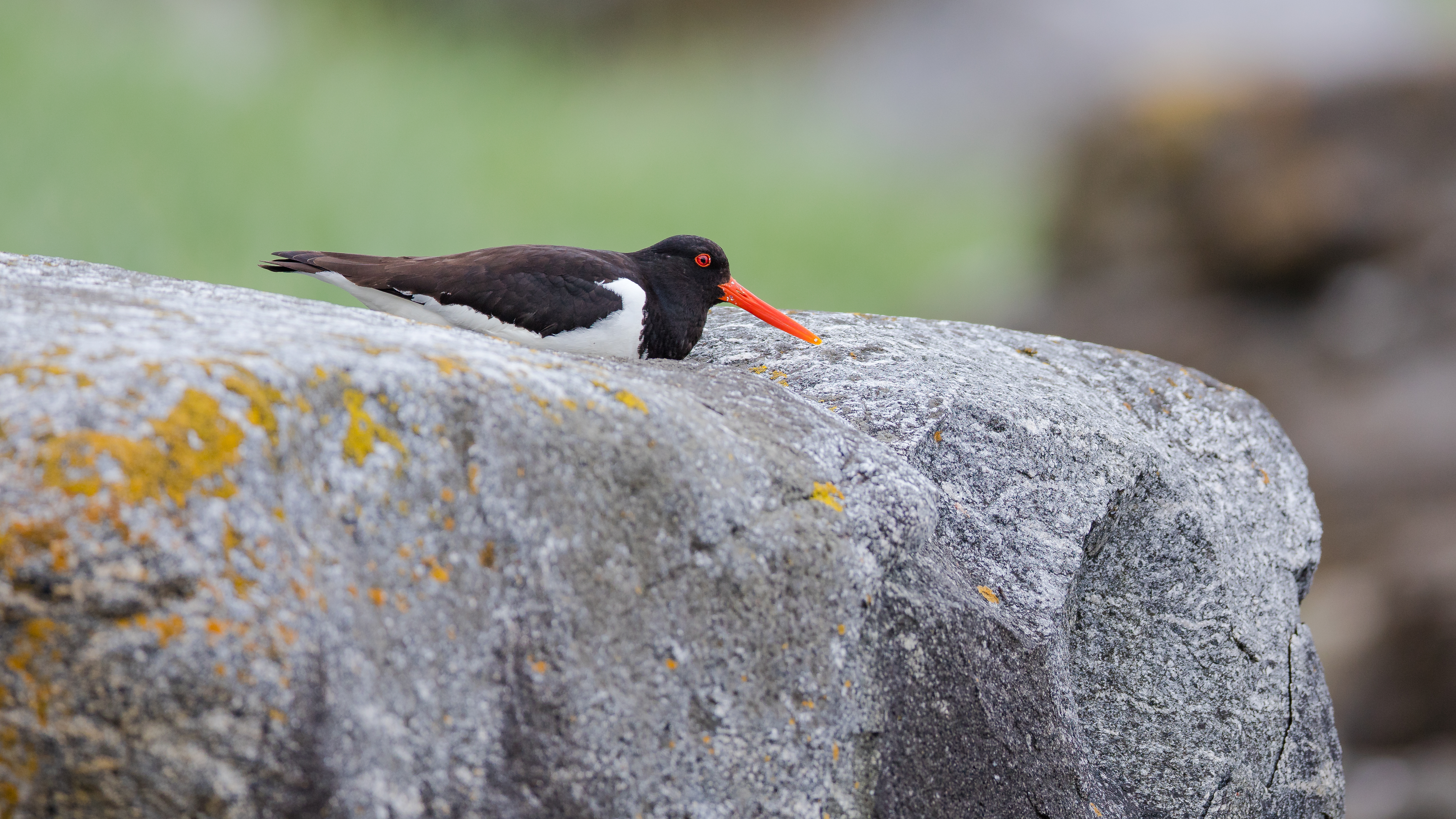 Oystercatcher6