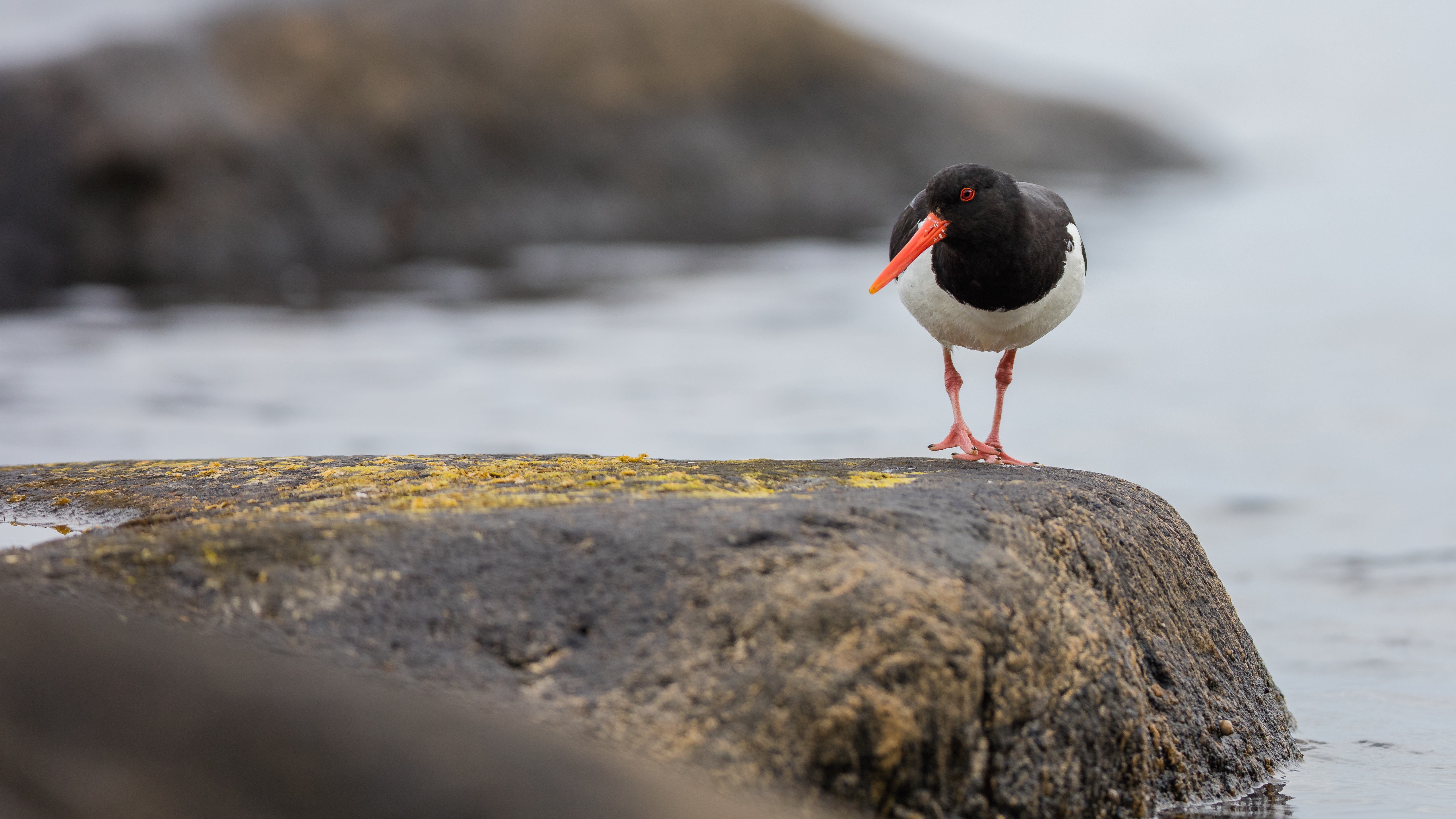 Oystercatcher8