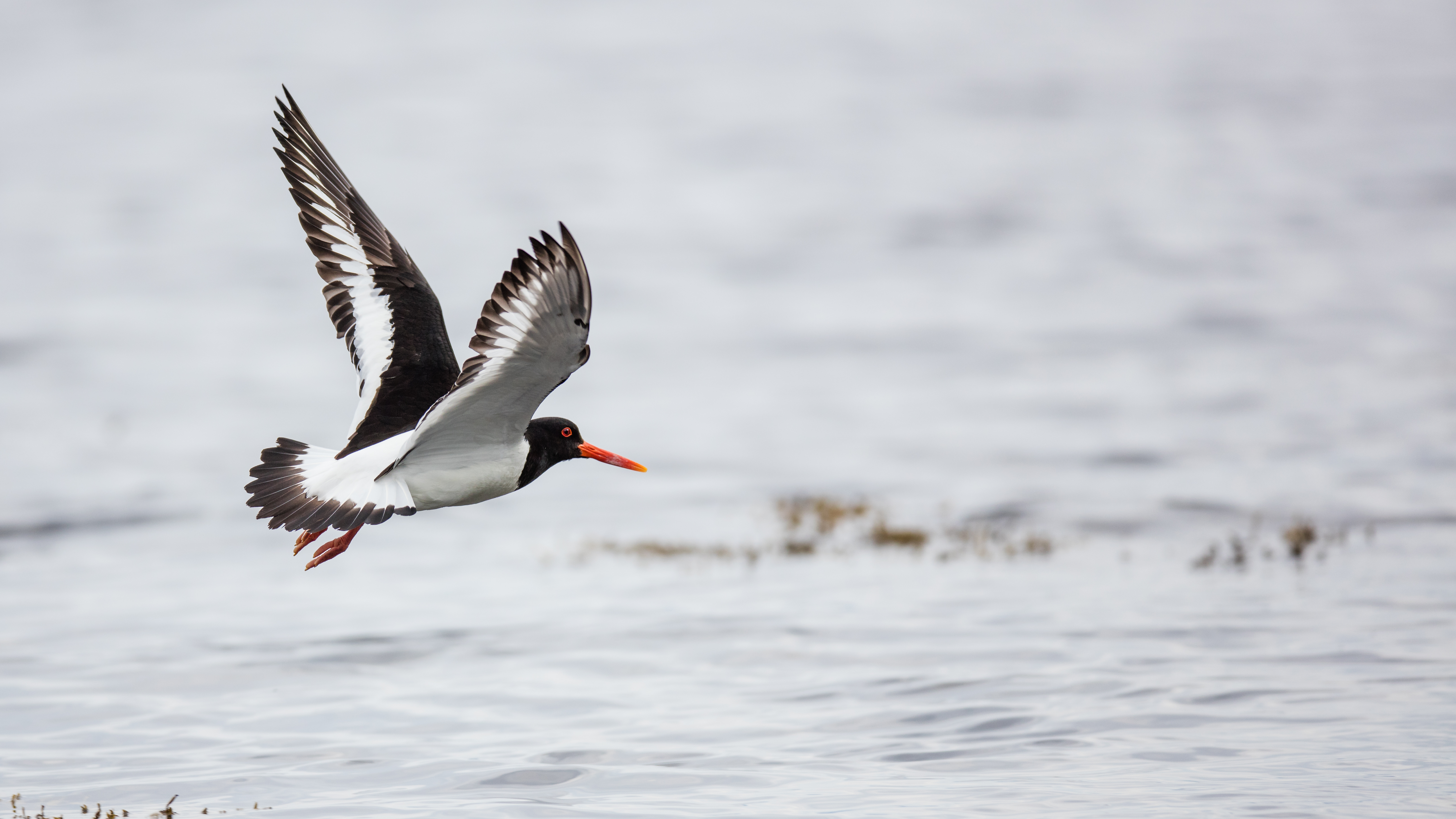 Oystercatcher9