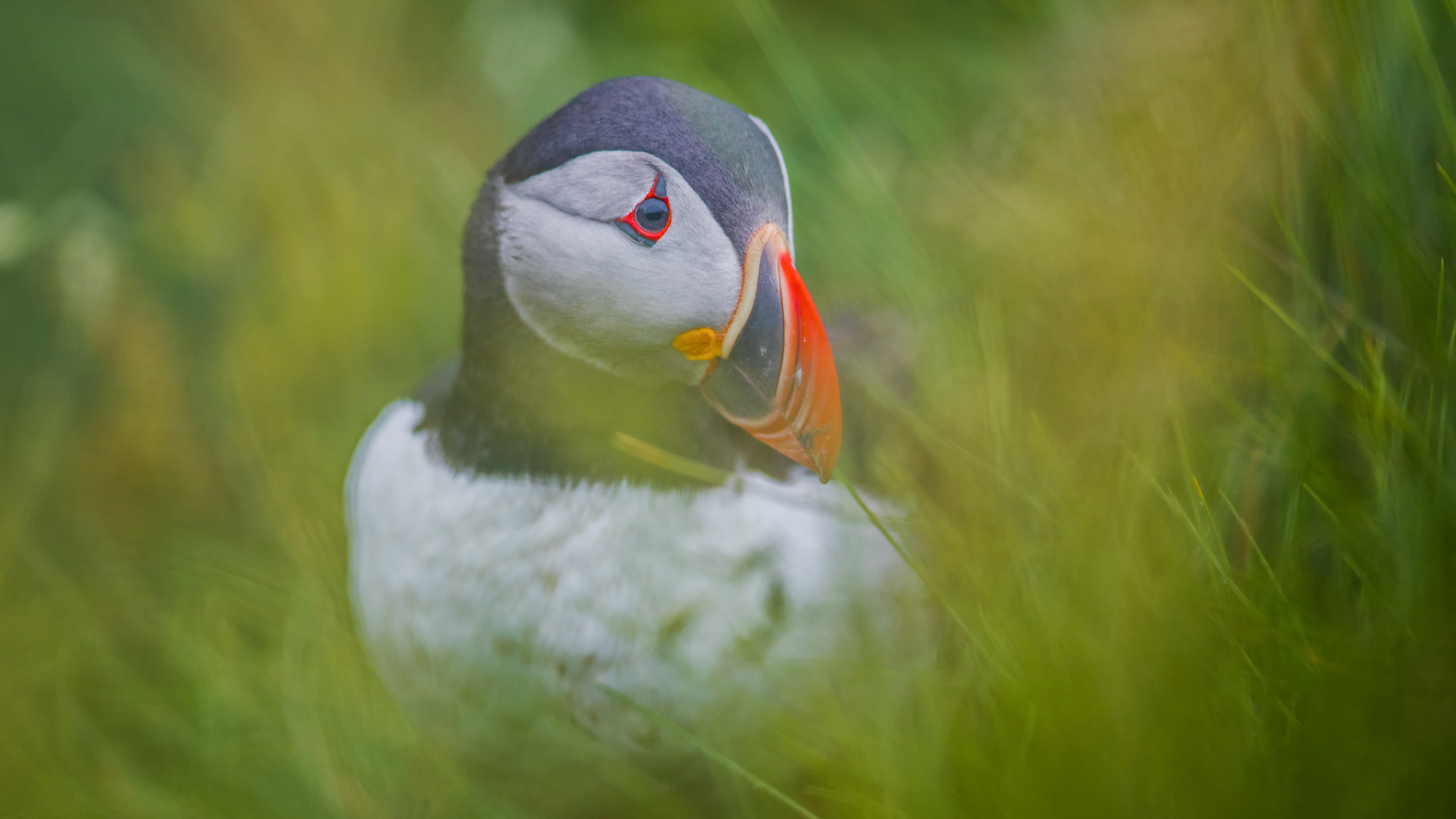 Puffin1