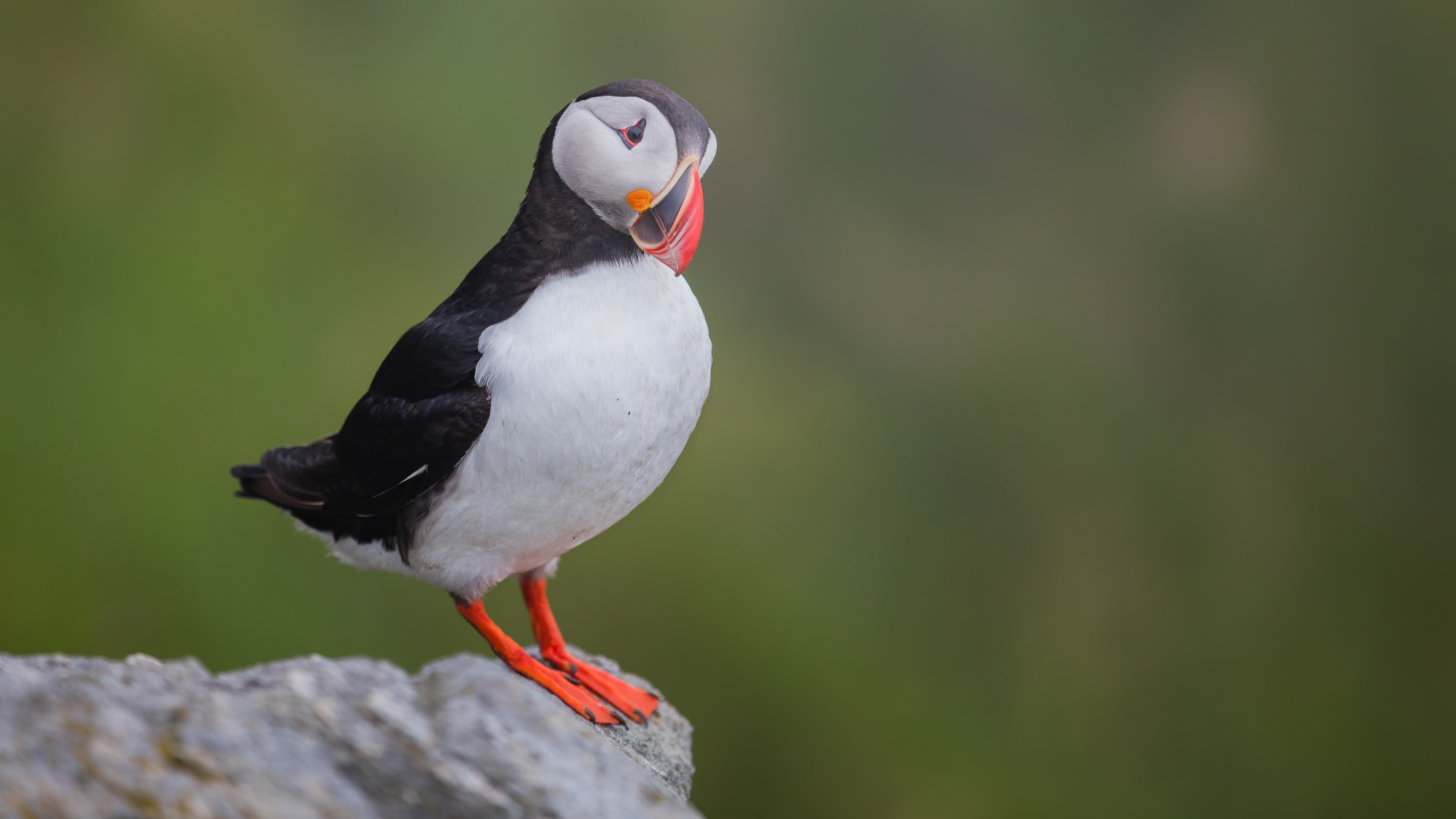 Puffin3