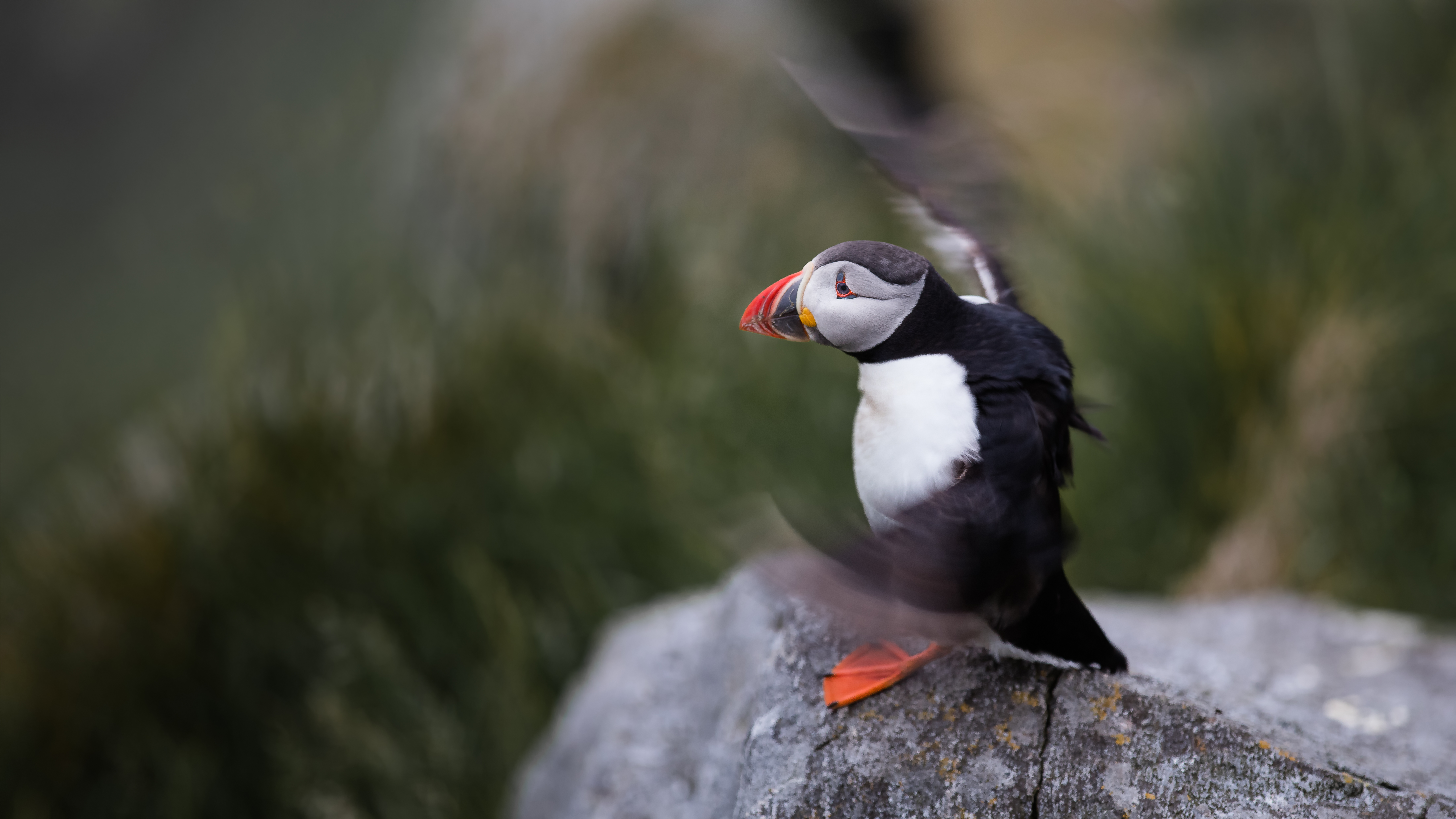 Puffin5