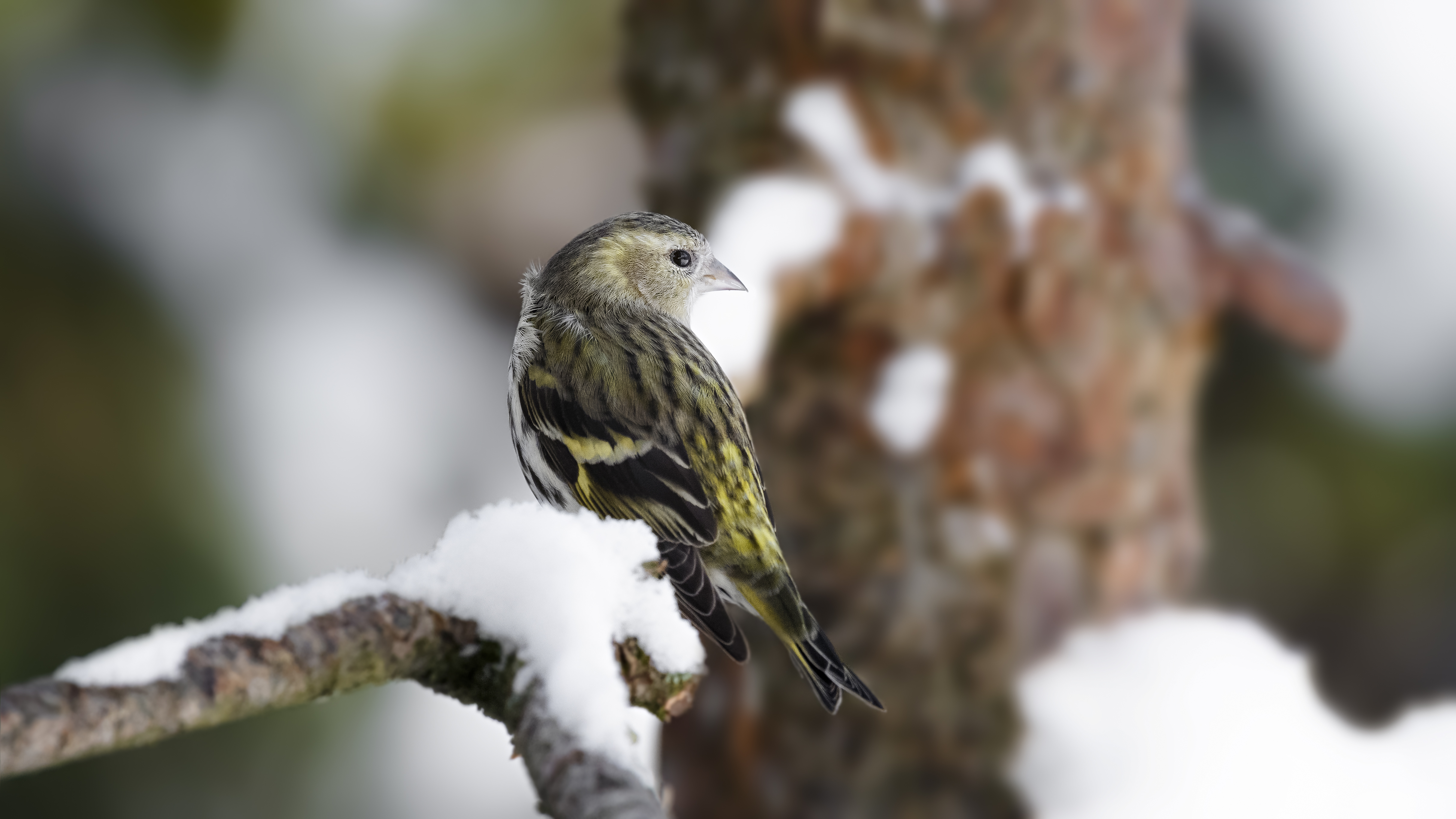 Siskin11