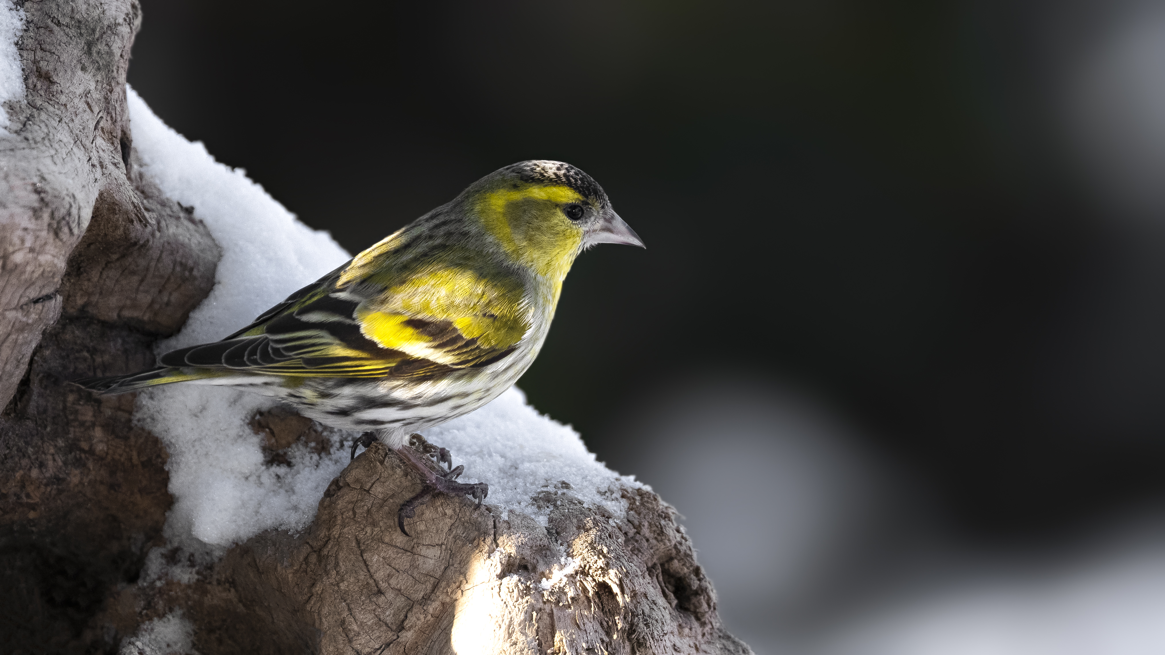 Siskin9