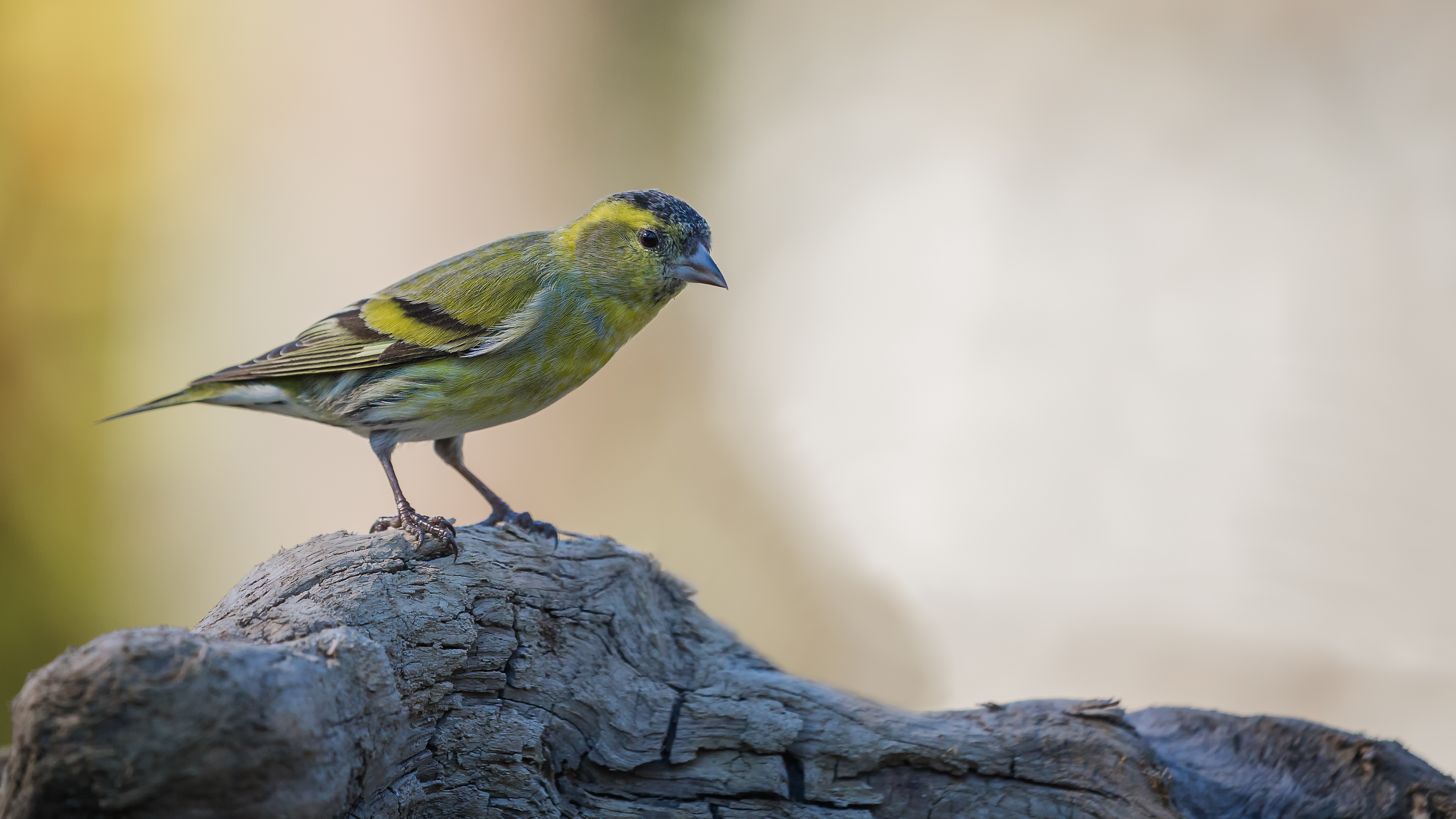 Siskin1