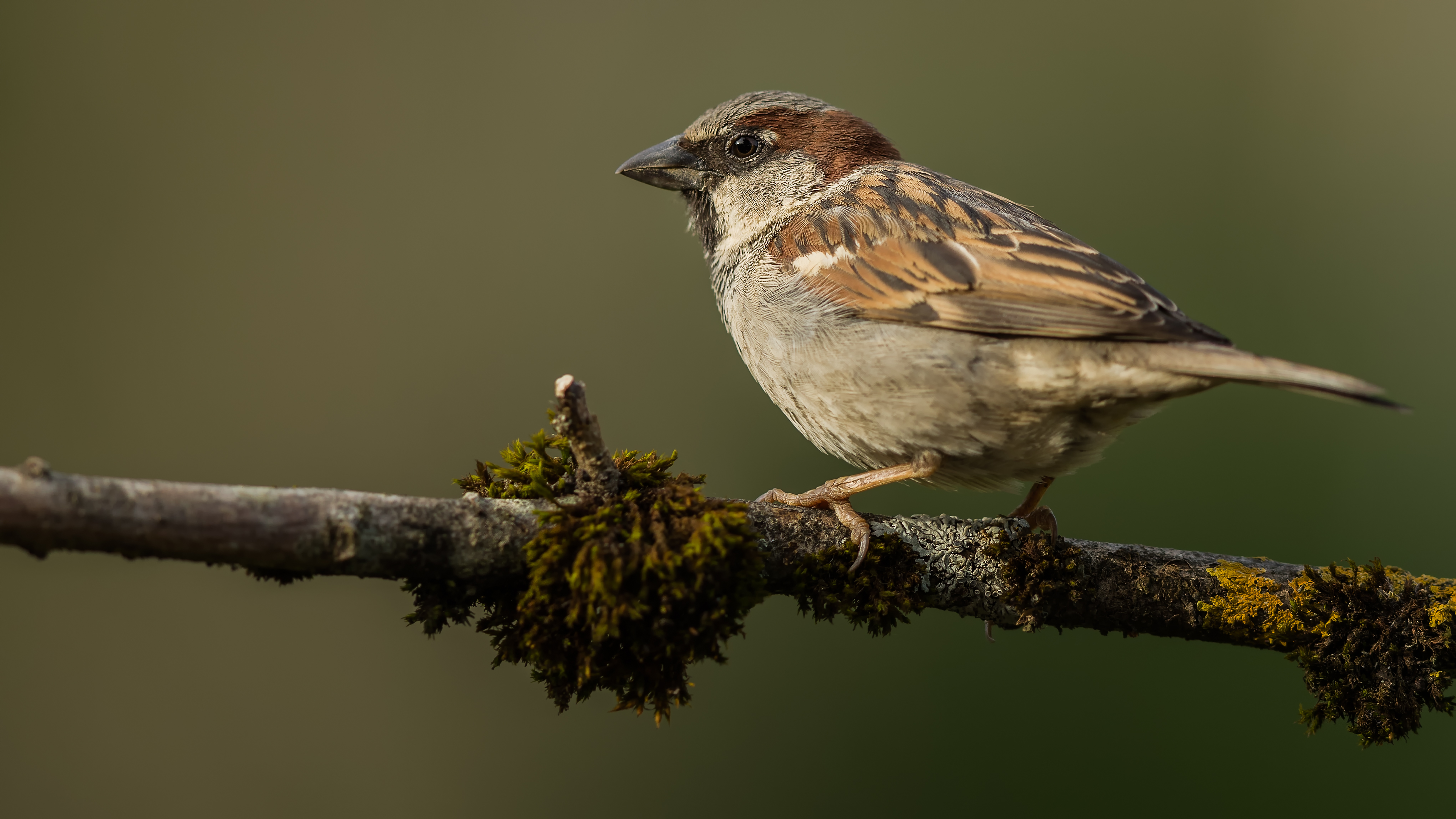 Sparrow5