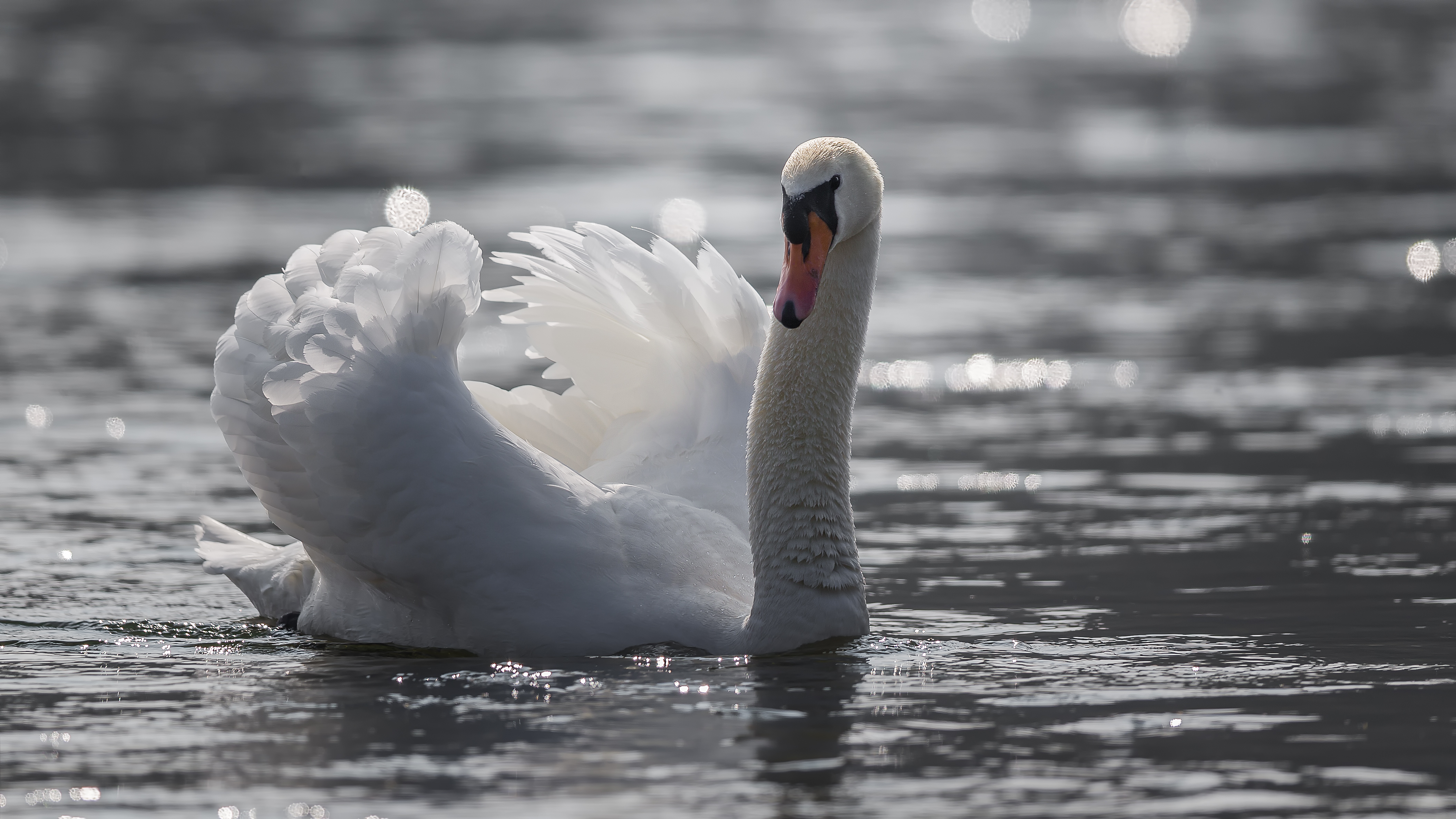 Swan1